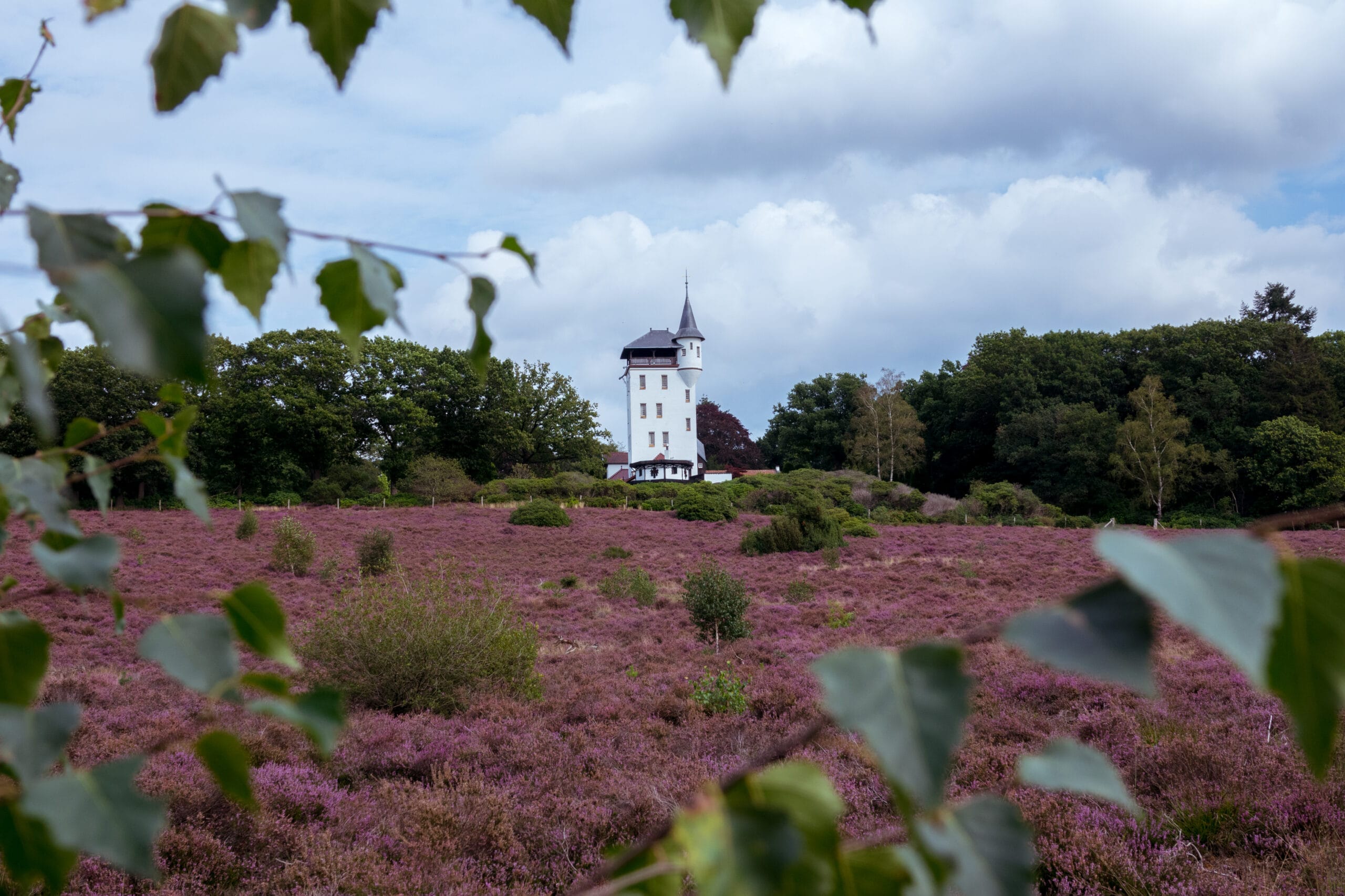 Hoe mooi is Salland?! Je moet nu naar de hei, die staat in bloei!