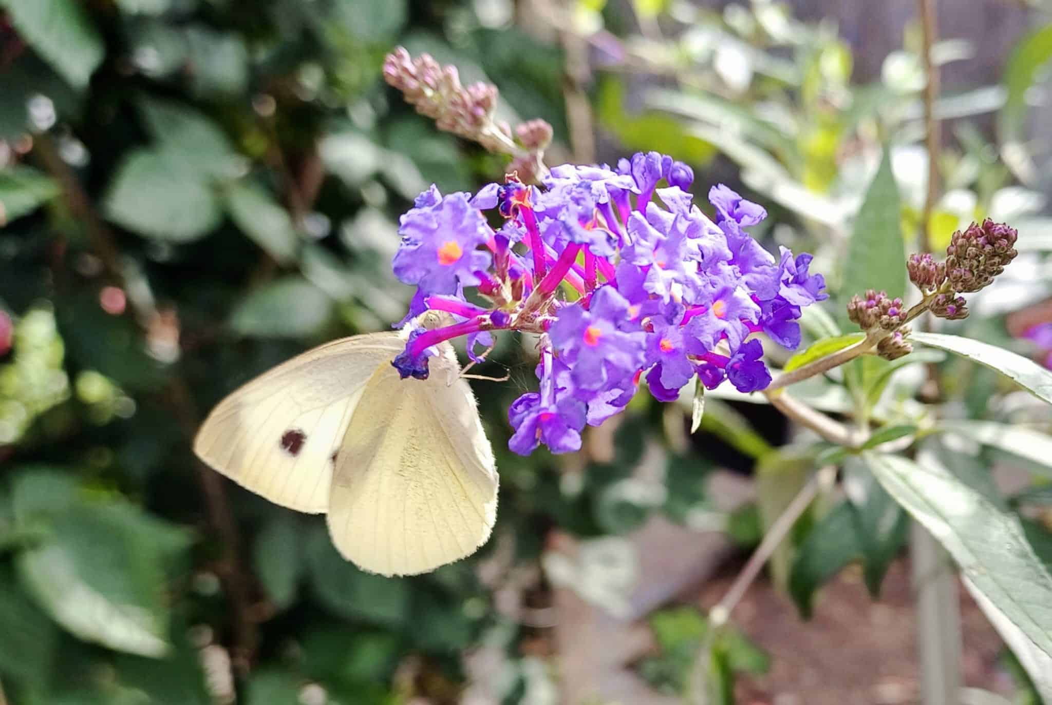 Zeer slecht vlinderjaar in Raalte