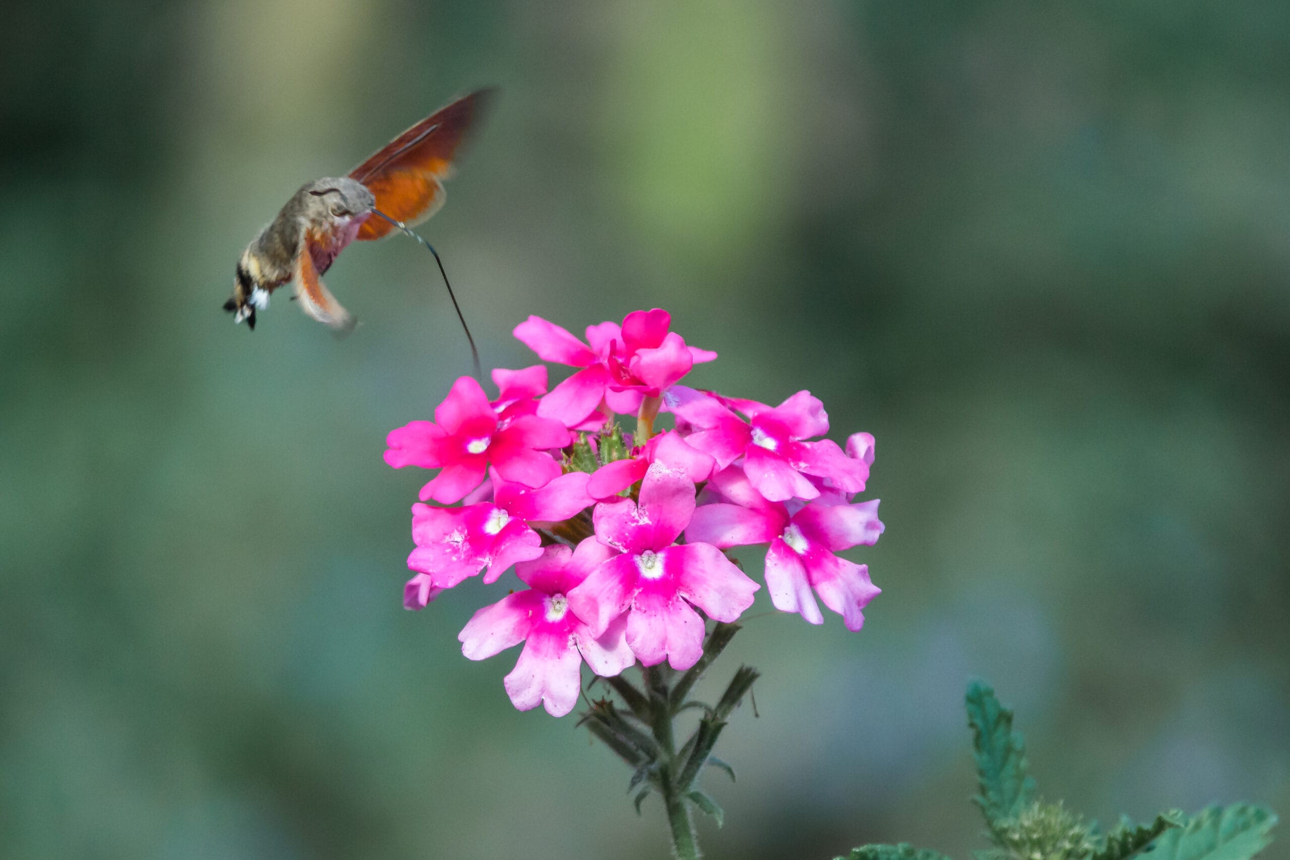 Ida van den Enk: Hoe mooi is Salland?!
