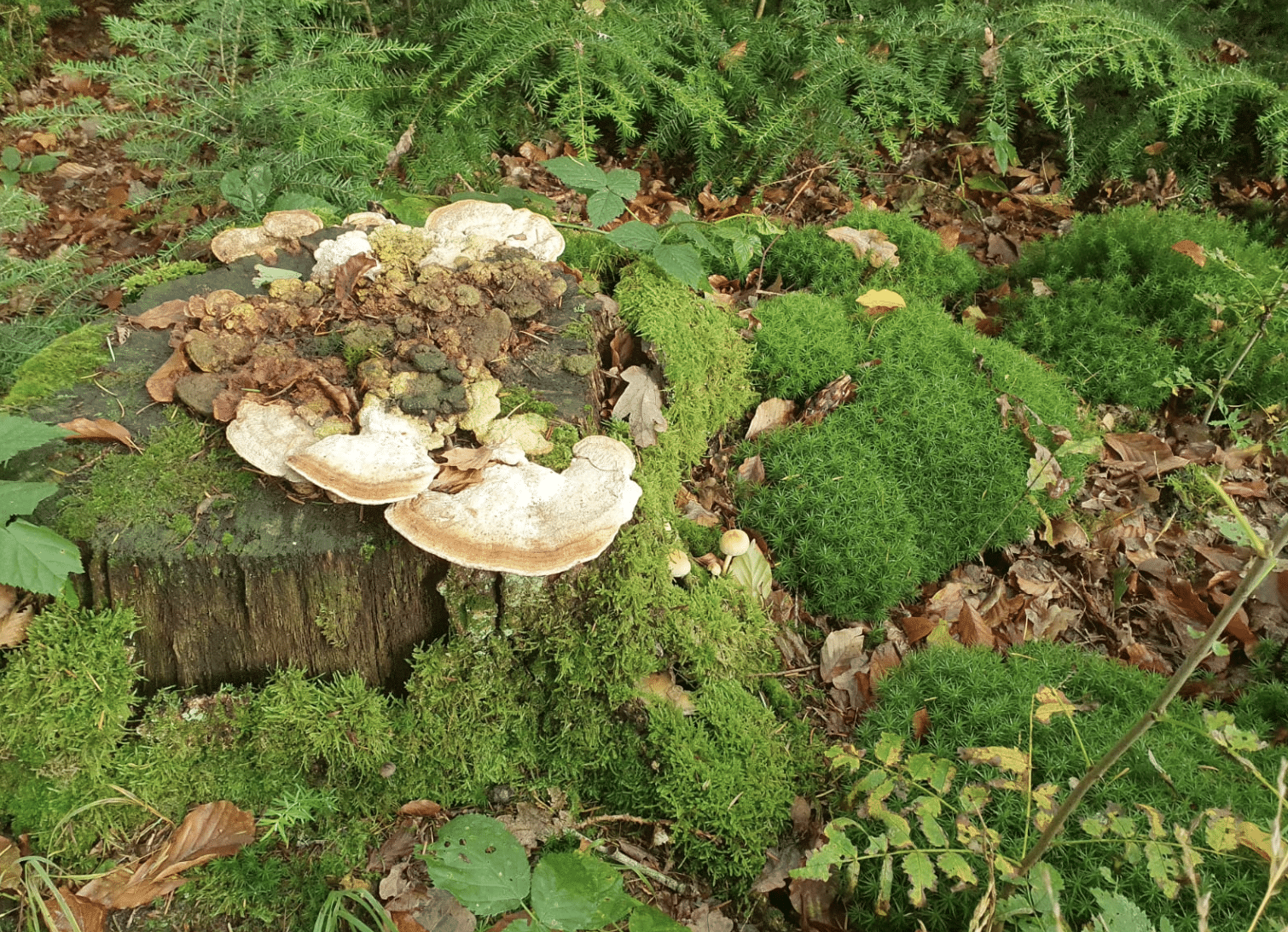 wat doet de natuur oktober paddenstoel