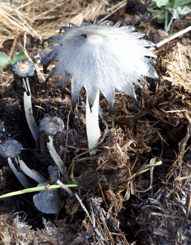 wat doet de natuur oktober paddenstoel