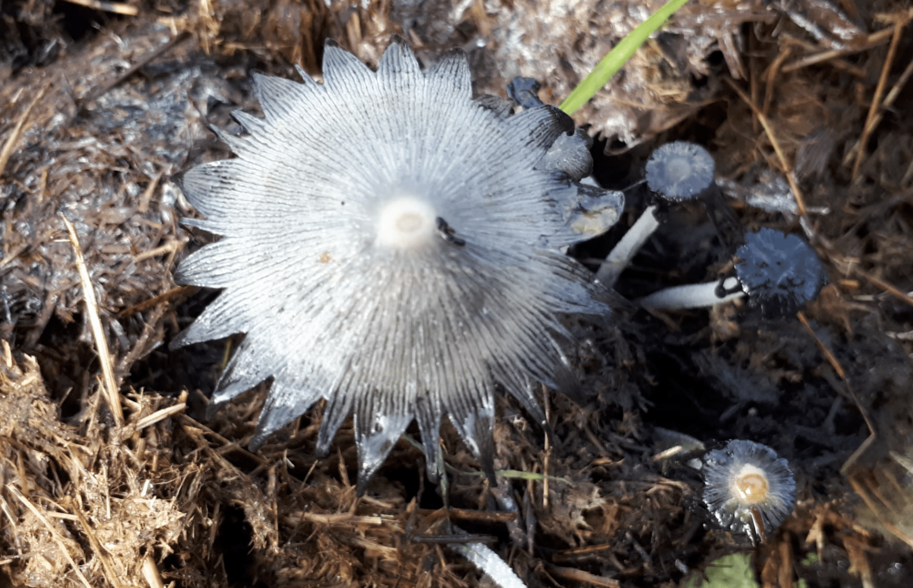 wat doet de natuur oktober paddenstoel