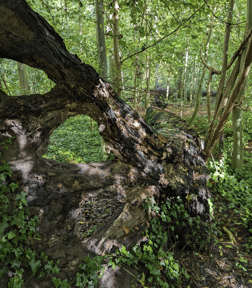wat doet de natuur oktober wortel boomstronk