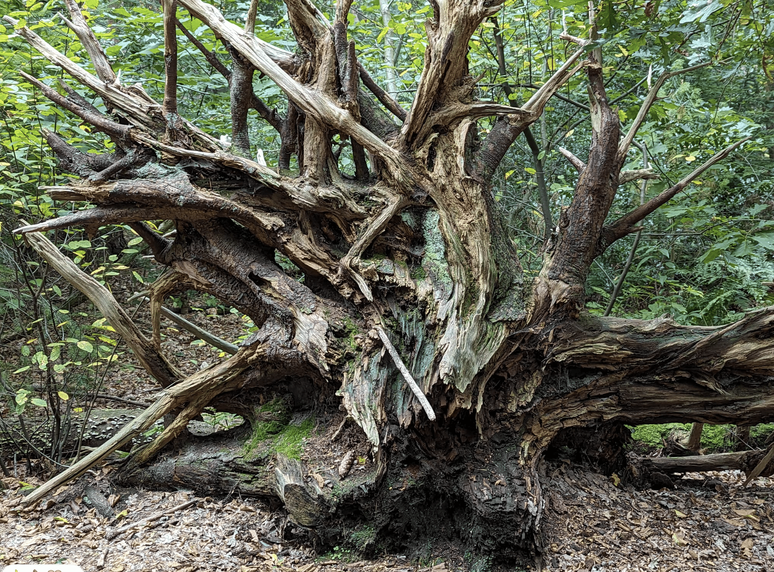 wat doet de natuur oktober wortel boomstronk