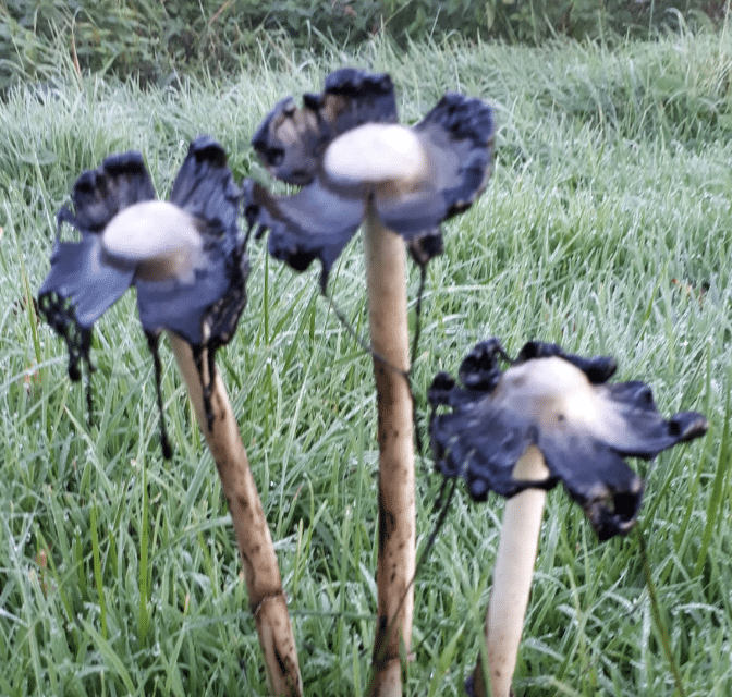 wat doet de natuur oktober paddenstoel