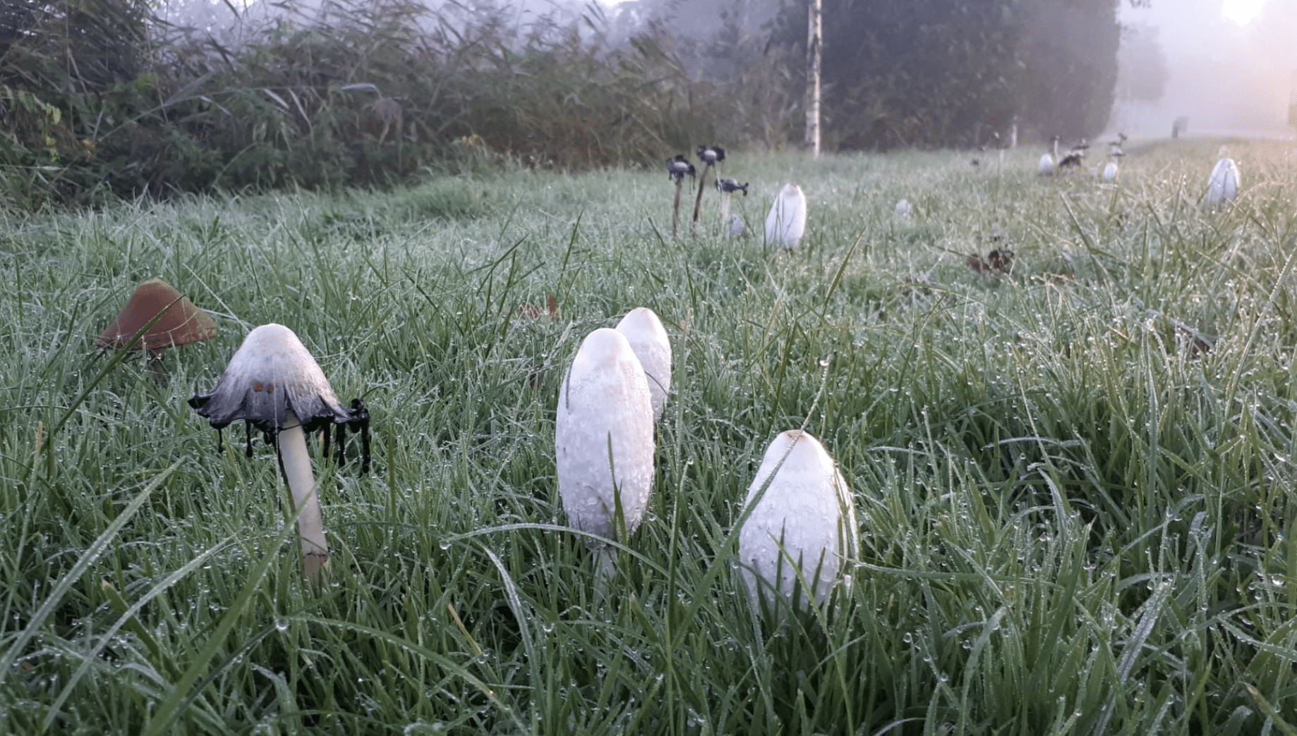 wat doet de natuur oktober paddenstoel