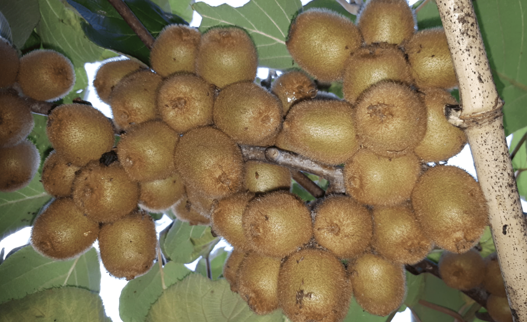 wat doet de natuur oktober kiwi