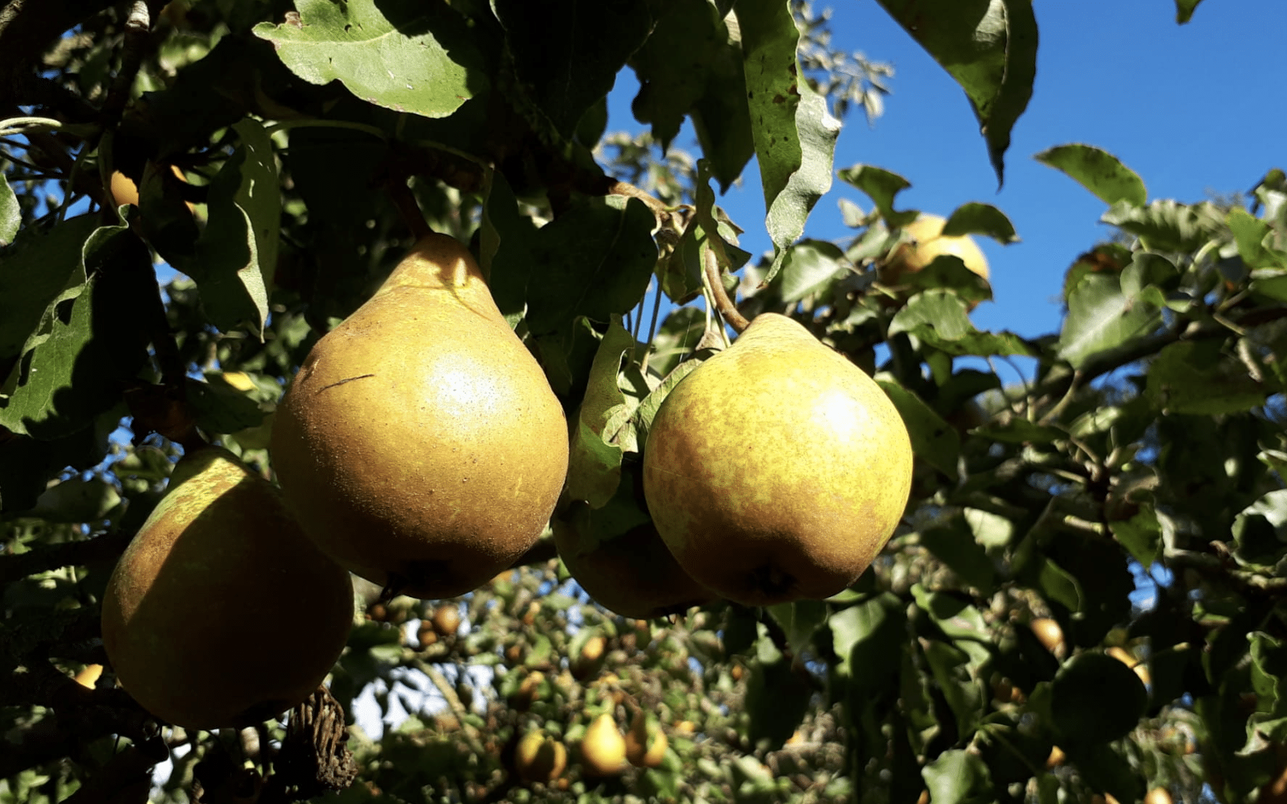 wat doet de natuur oktober peer peren