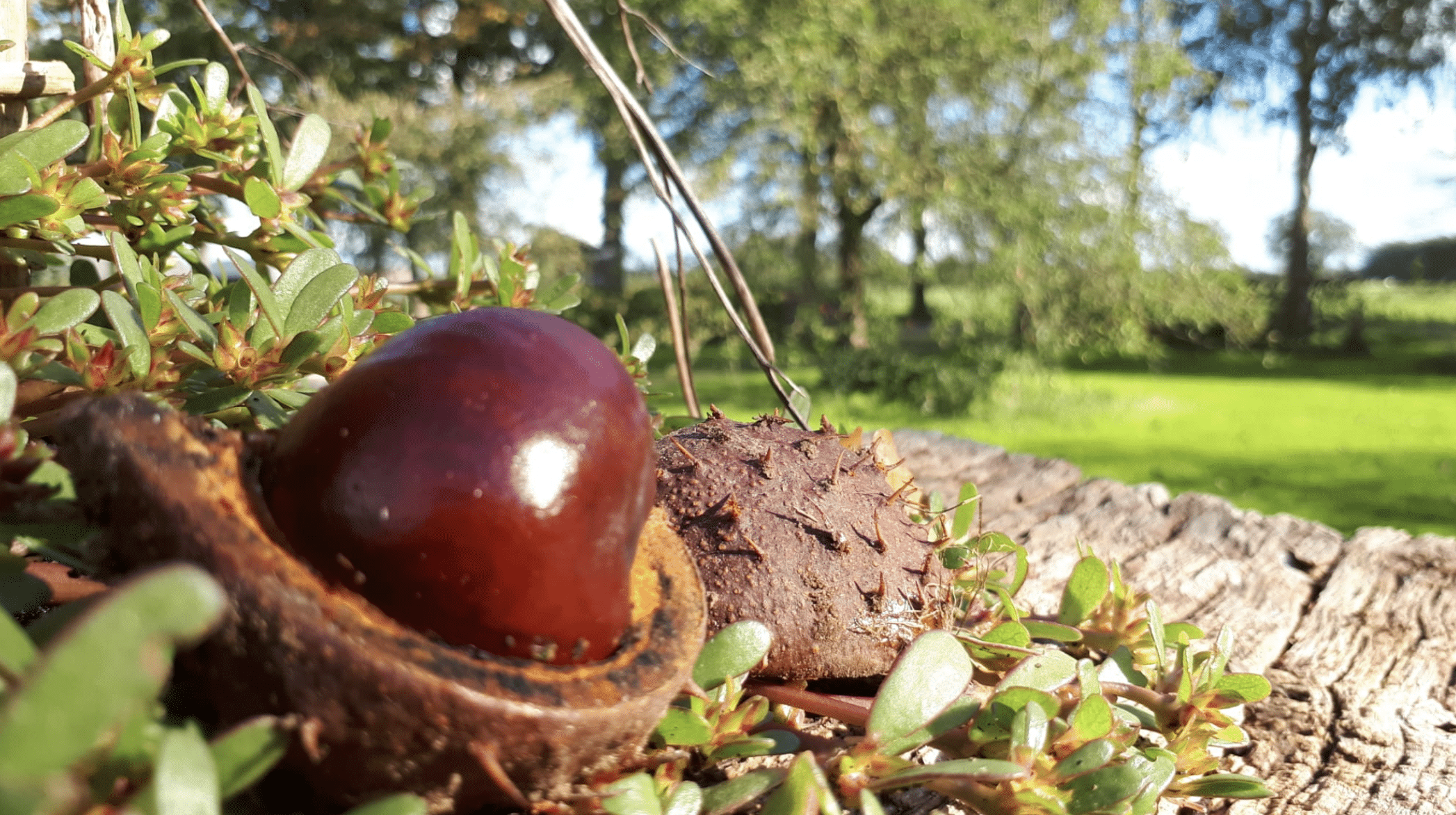 Wat was er in oktober in de natuur? Gelukkig hebben we de foto’s nog!