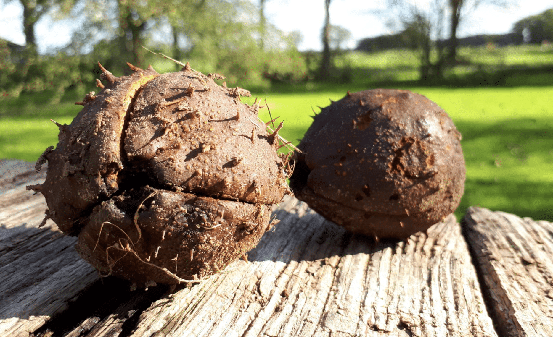 wat doet de natuur oktober kastanje