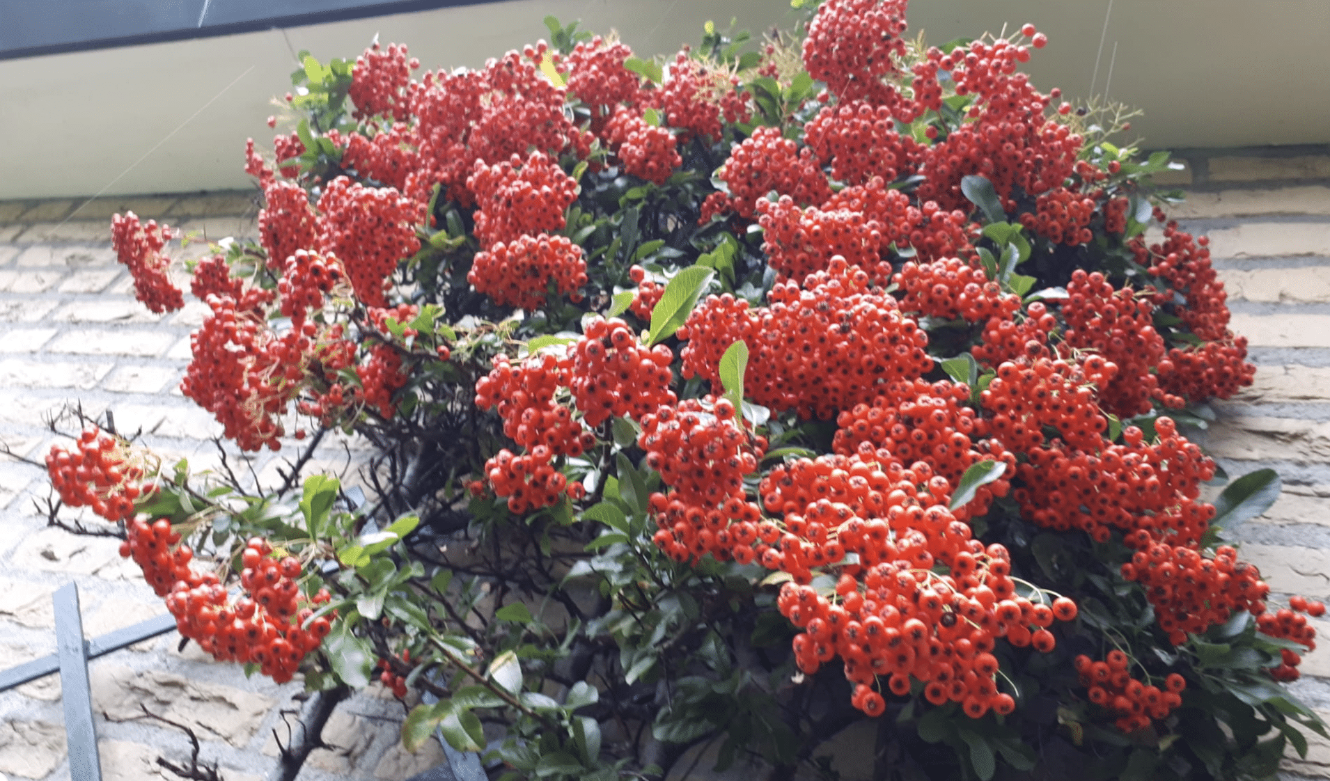wat doet de natuur oktober bessen