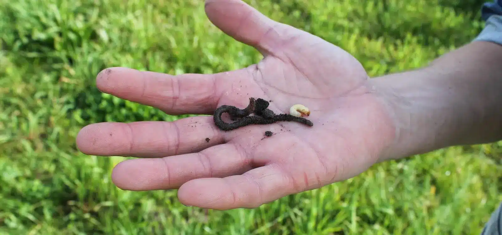 Aardpeer: Impact meten