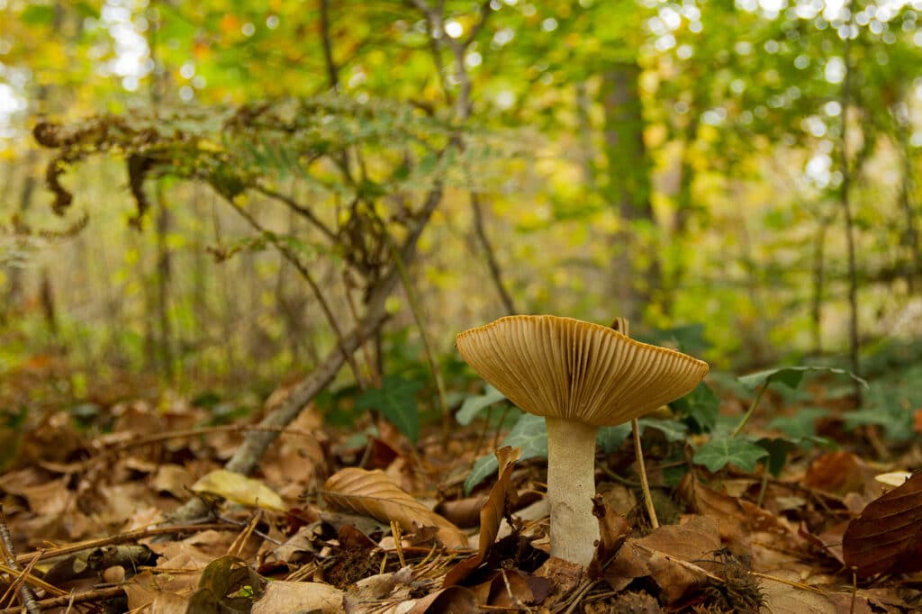 In het Wilde: Eetbare paddenstoelen herkennen en gebruiken