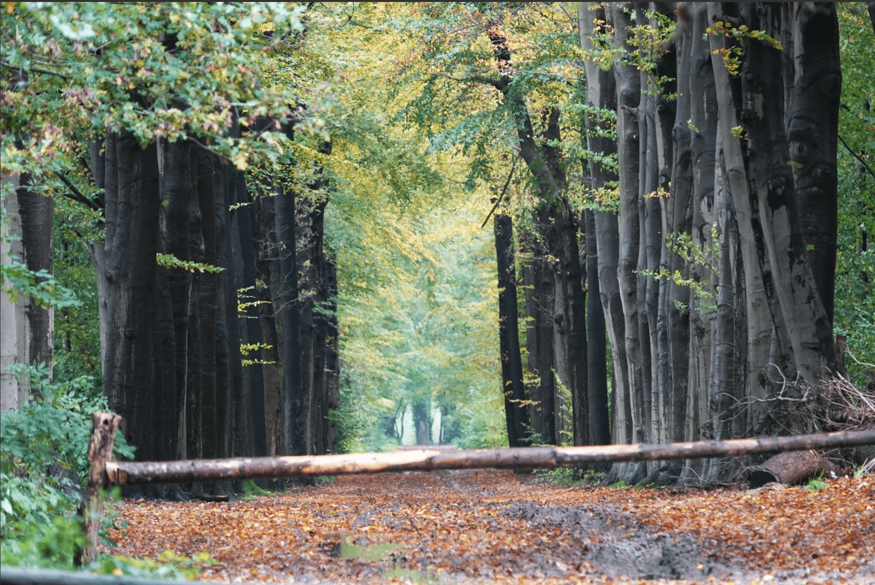 Wandelen met Sjaak: Herfst, das pas genieten