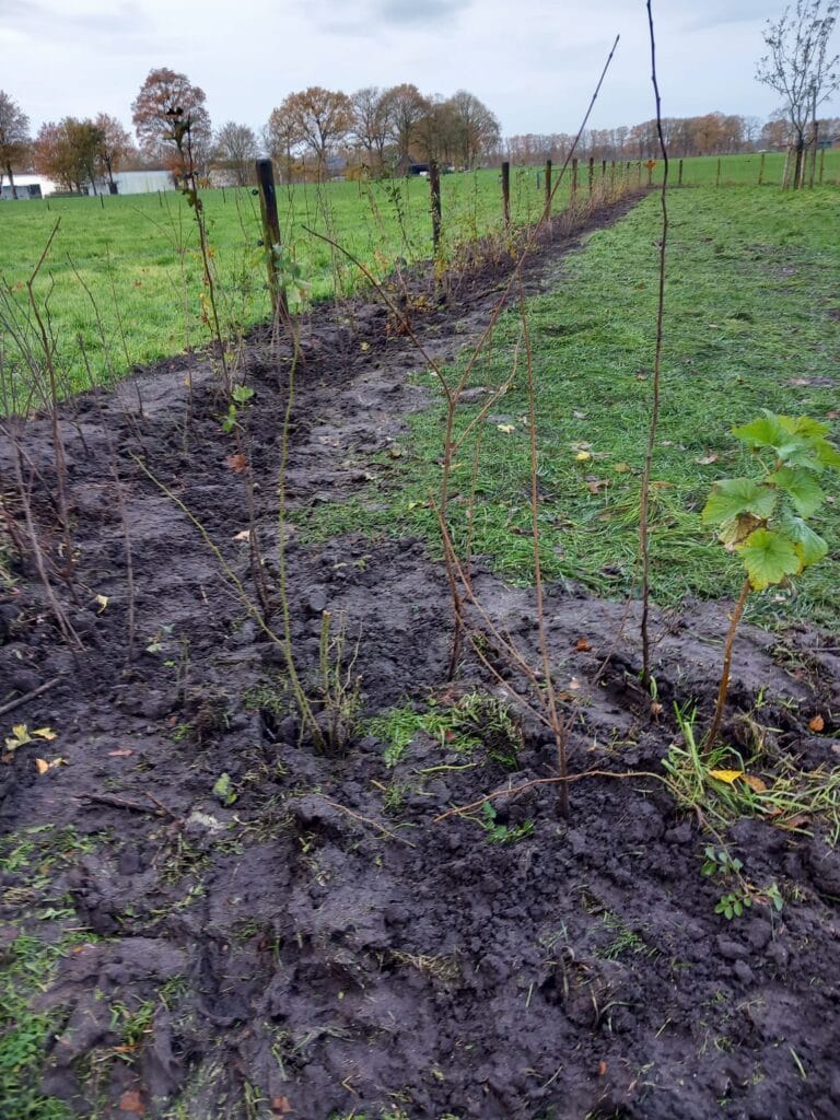 Heggen langs akkers, je ziet ze steeds meer, insecten zijn er blij mee