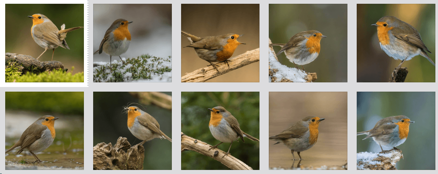 Merel: Met een tuin als natuurgebied tel je volgend jaar veel meer vogels