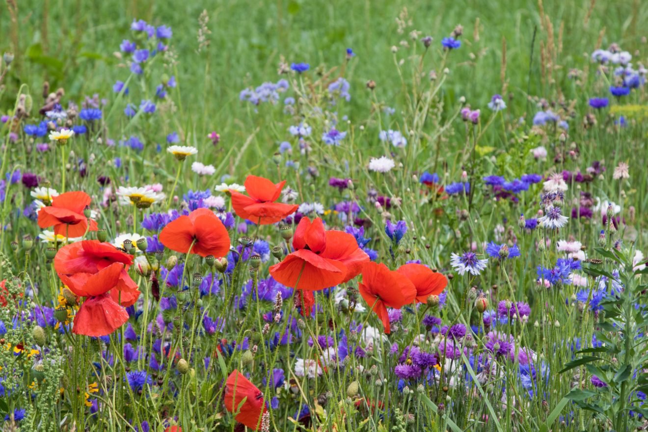 ‘t Natuurlijk Huus: Oorspronkelijke natuur, onkruid en wilde bloemen