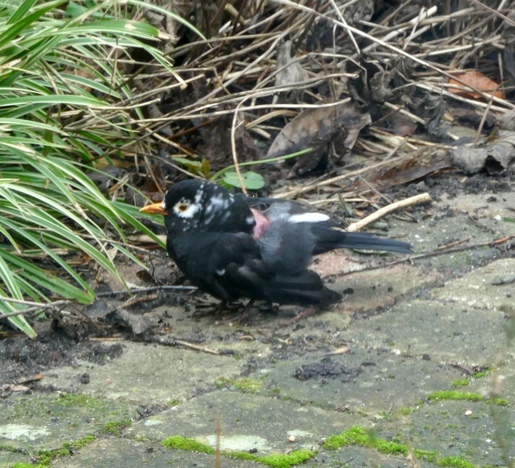 Dagklad: Sociaal contract