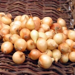 overesch pootuien