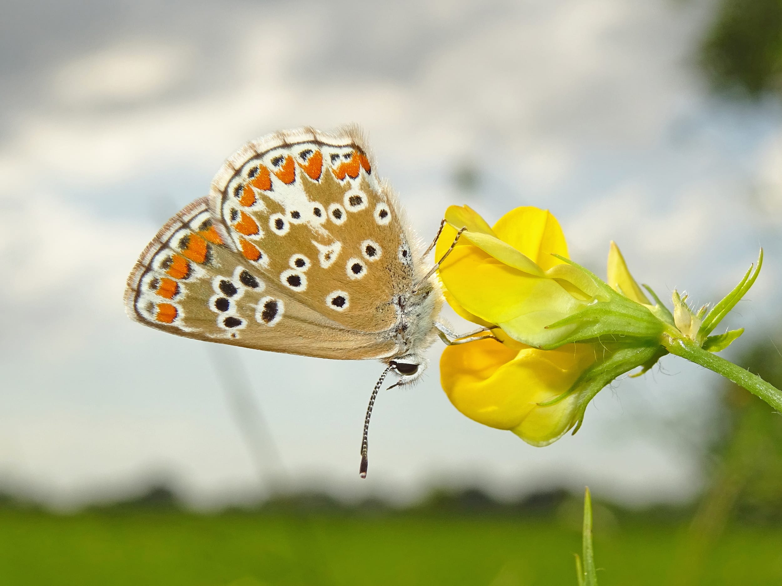 Vlinders doen het slecht in Salland, ondermeer door grootschalige landbouw
