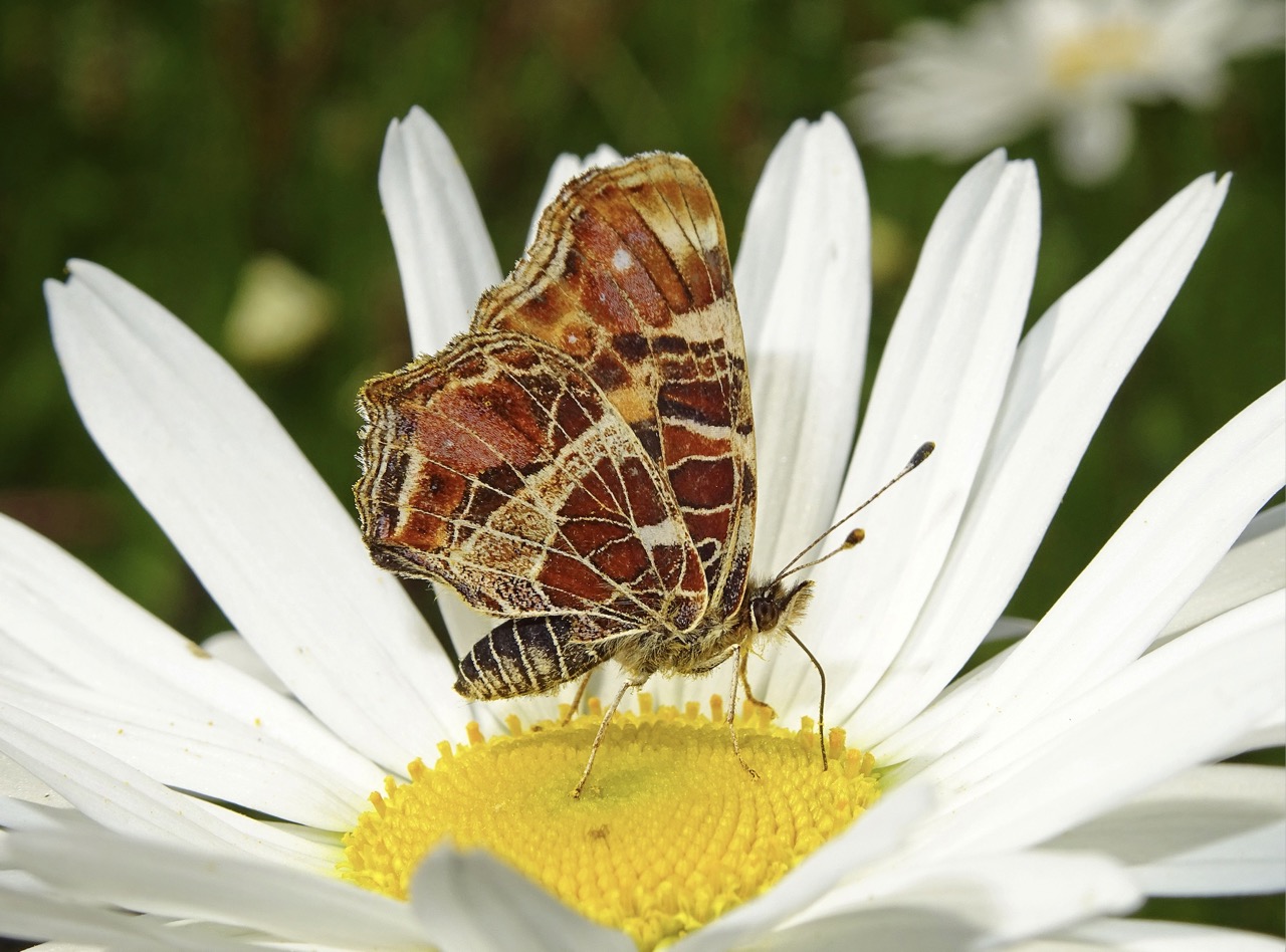Vlinderfotograaf: Erve Westenenk zoemende lokatie voor vlinders