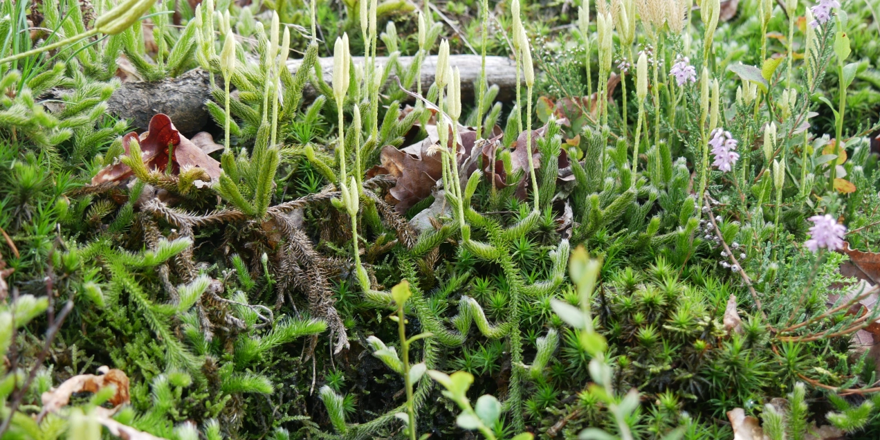 Vegetatie Lemelerberg onderzocht