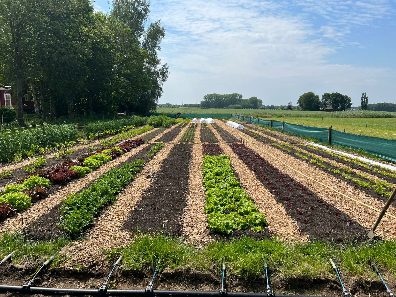 Geen moestuin en toch kraakverse groenten bij Erve Westenenk in Raalte