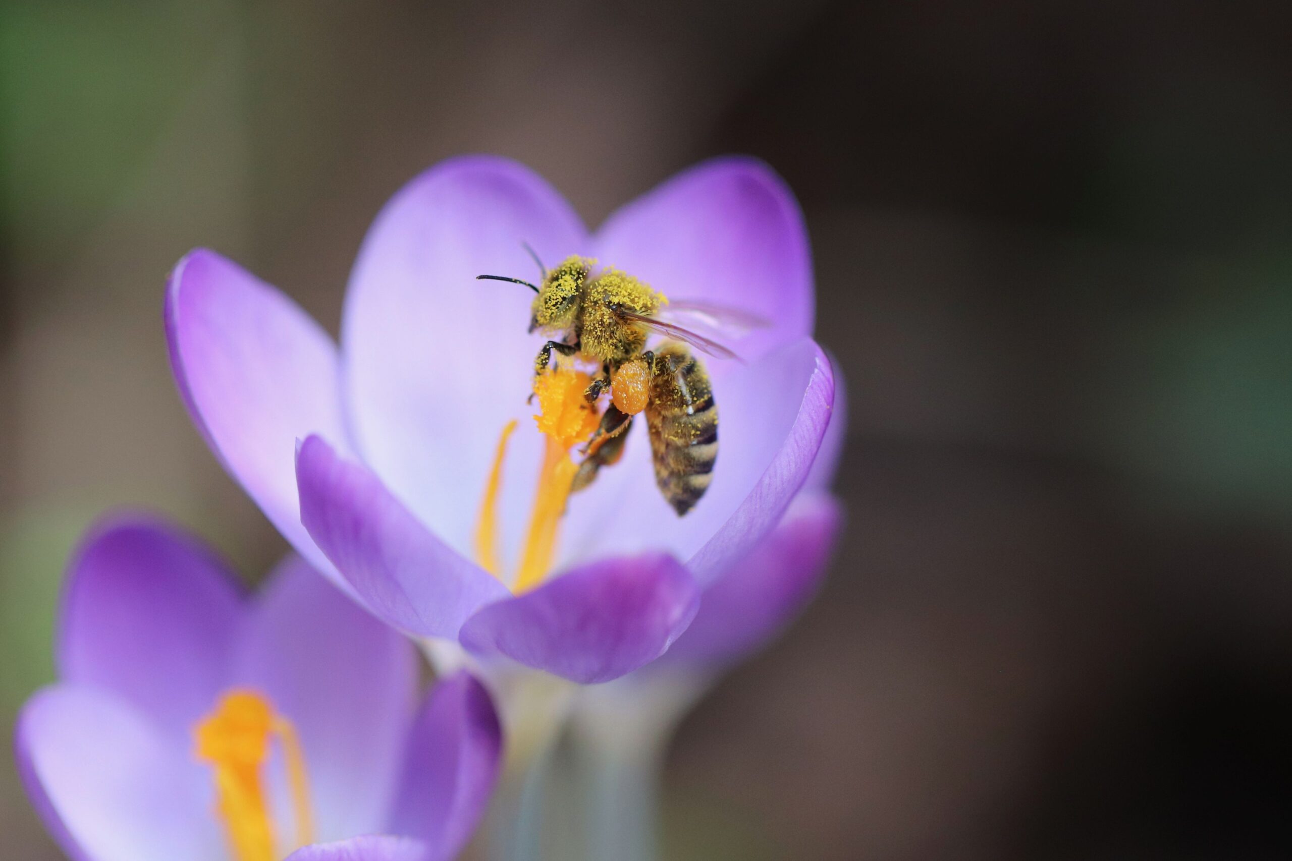 Plantactie Deventer en omgeving: Bio-bloembollen met fikse korting