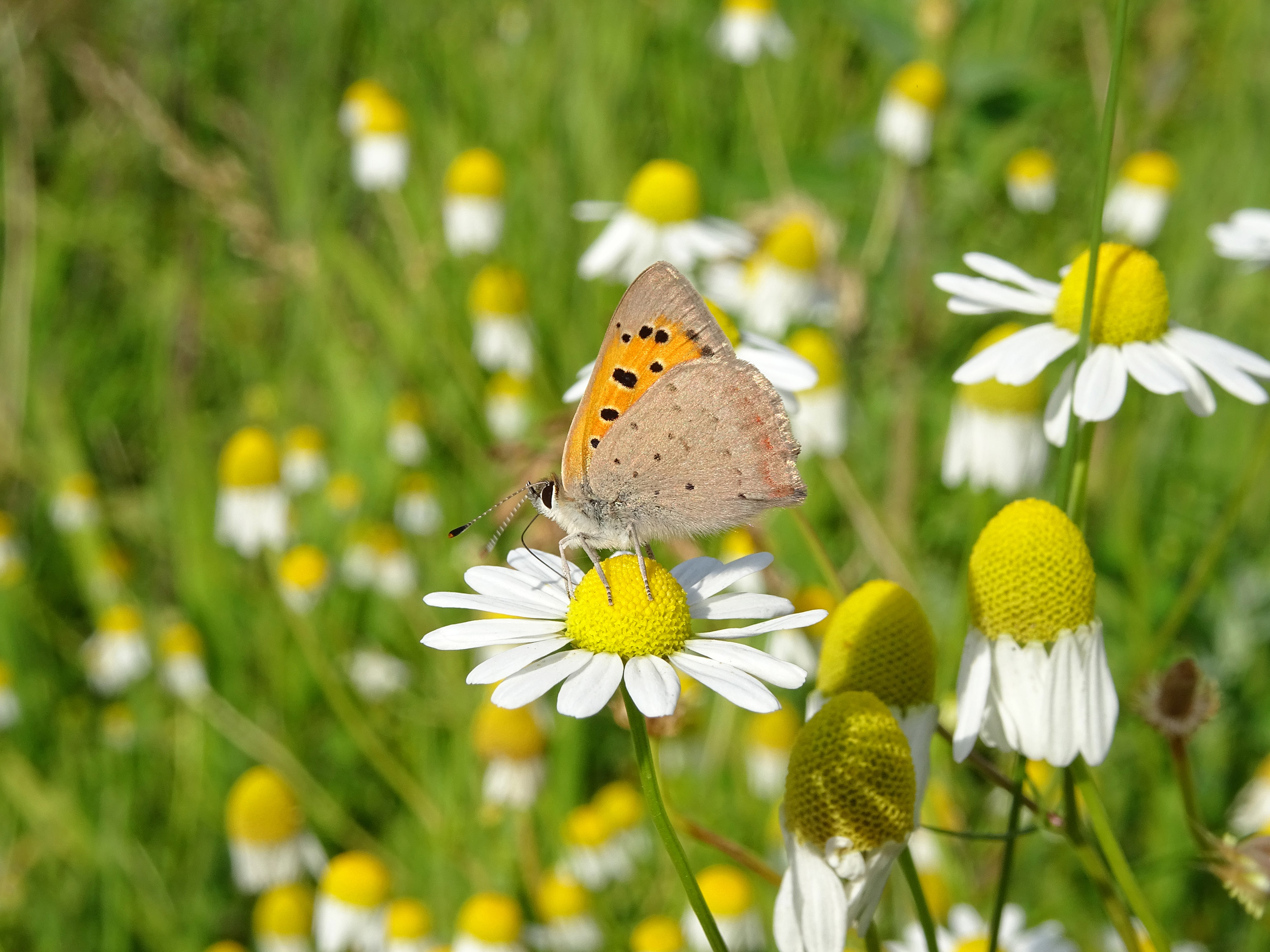 Doe mee aan de tuinvlindertelling!