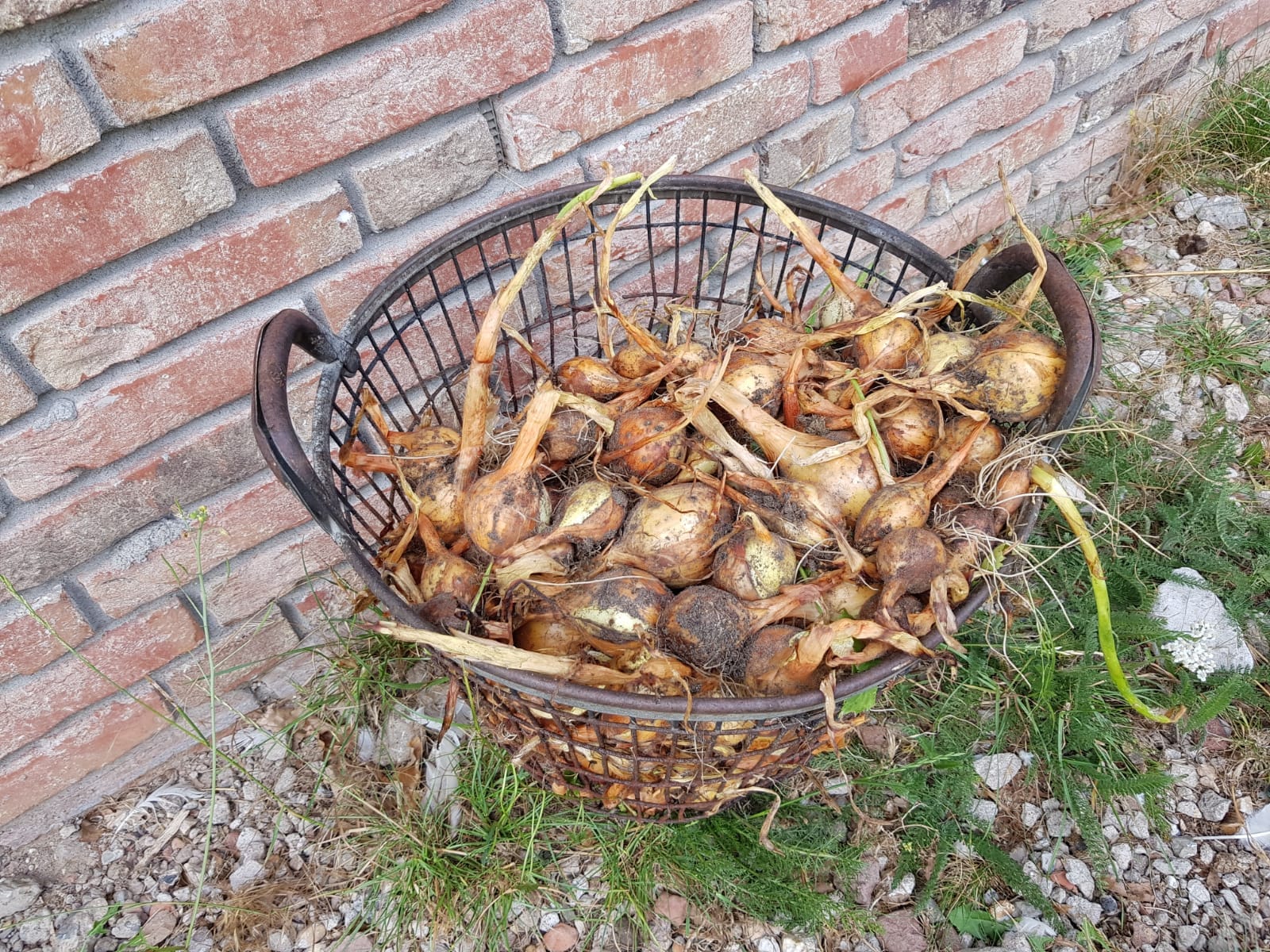 ‘t Natuurlijk Huus: Leren van je moestuin