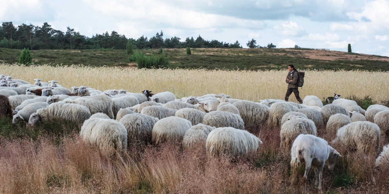 Zin in een wandeling met daarna een lekkere lunch? Zoek de schaapskudde op de Lemelerberg