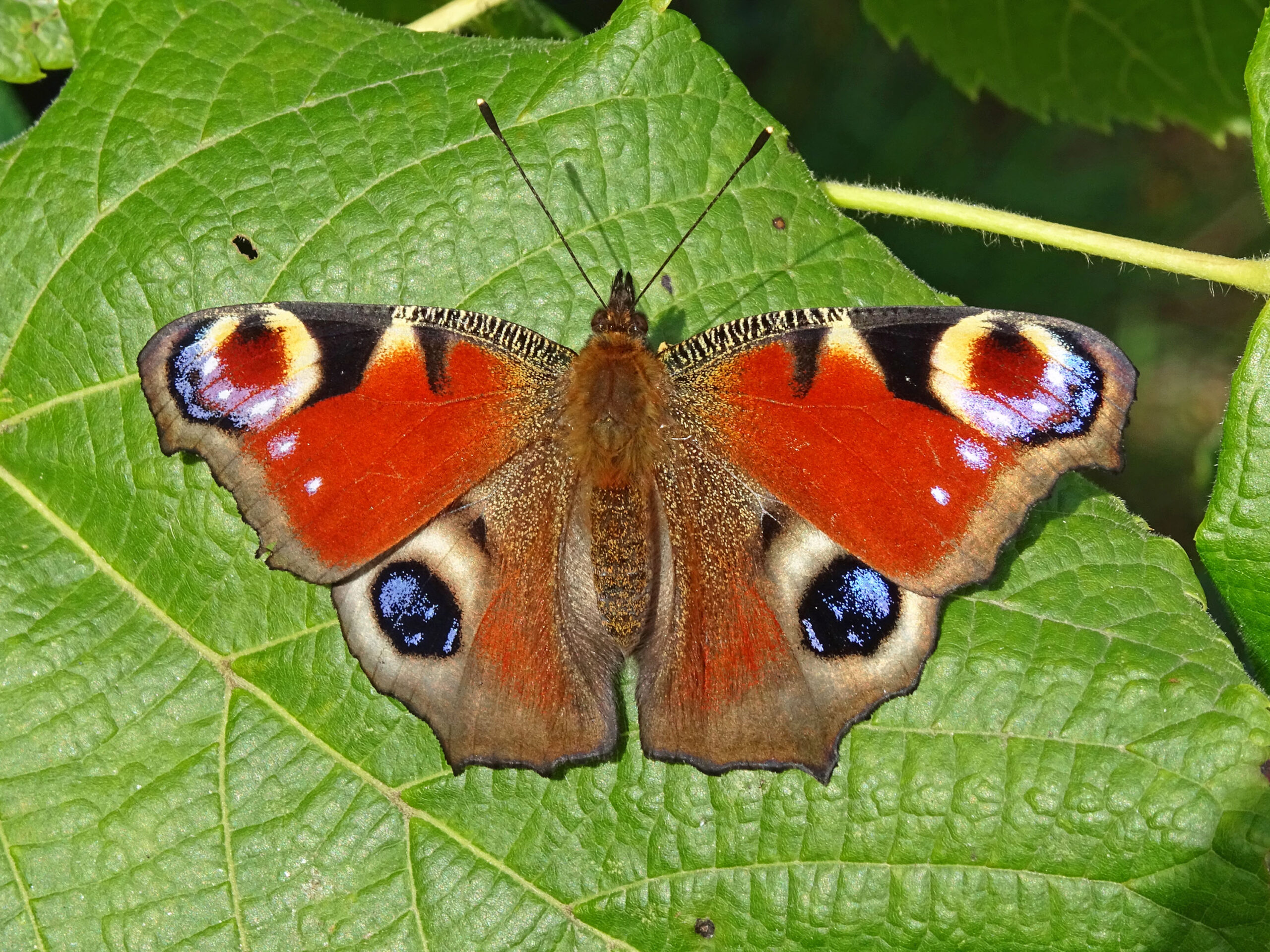 De Sallandse Vlinderfotograaf: Een klein nazomerfeestje