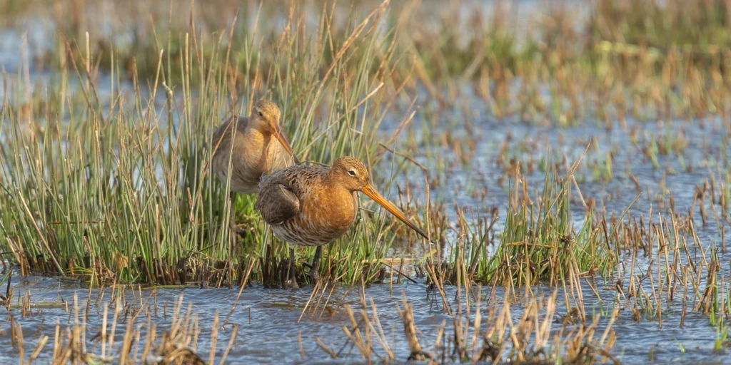 Zorgen om biodiversiteit in landelijk gebied