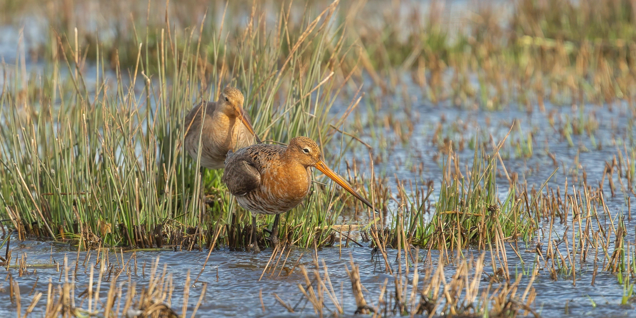 Zorgen om biodiversiteit in landelijk gebied