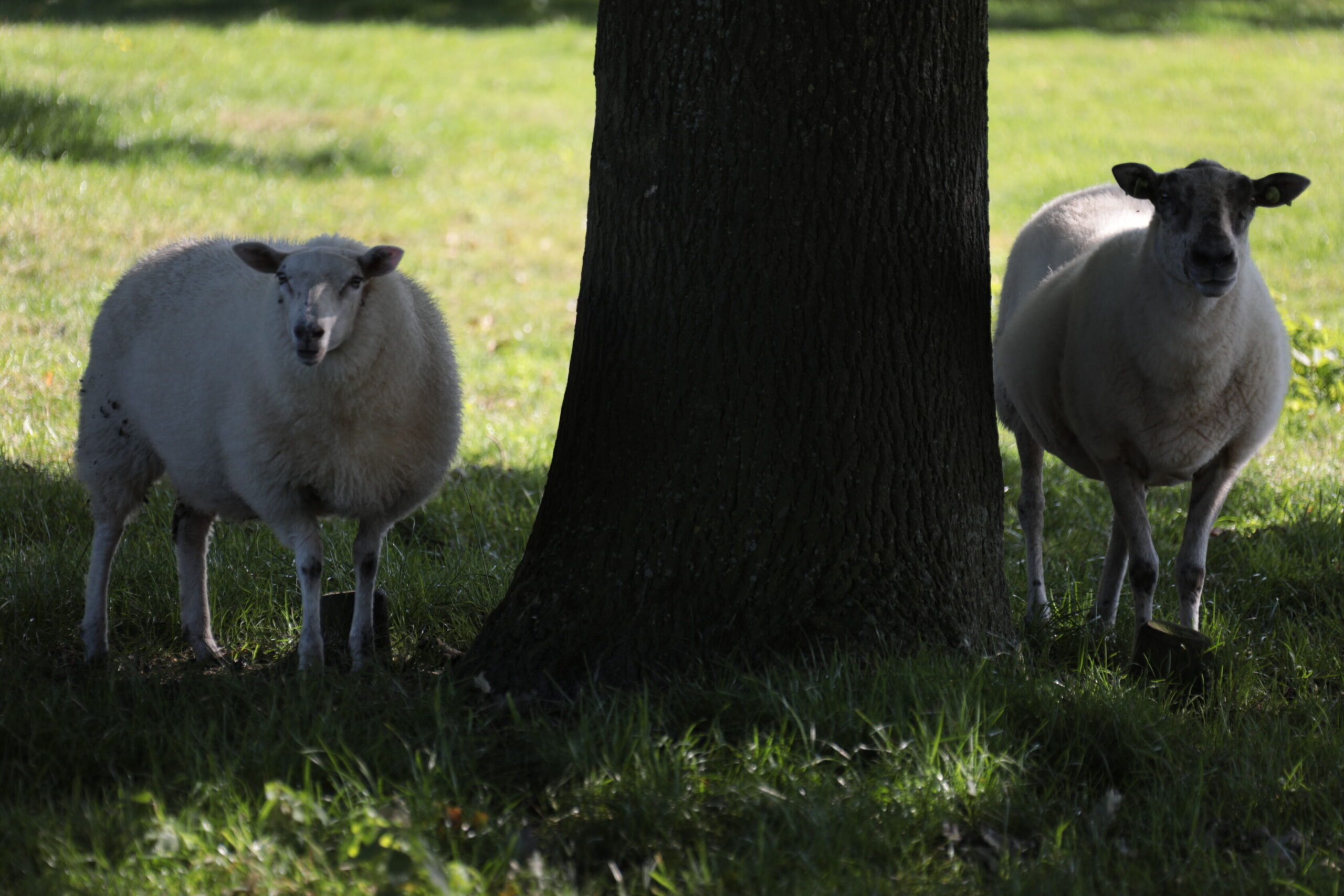 Steun provincie voor dierhouders in Overijssel tegen wolven 