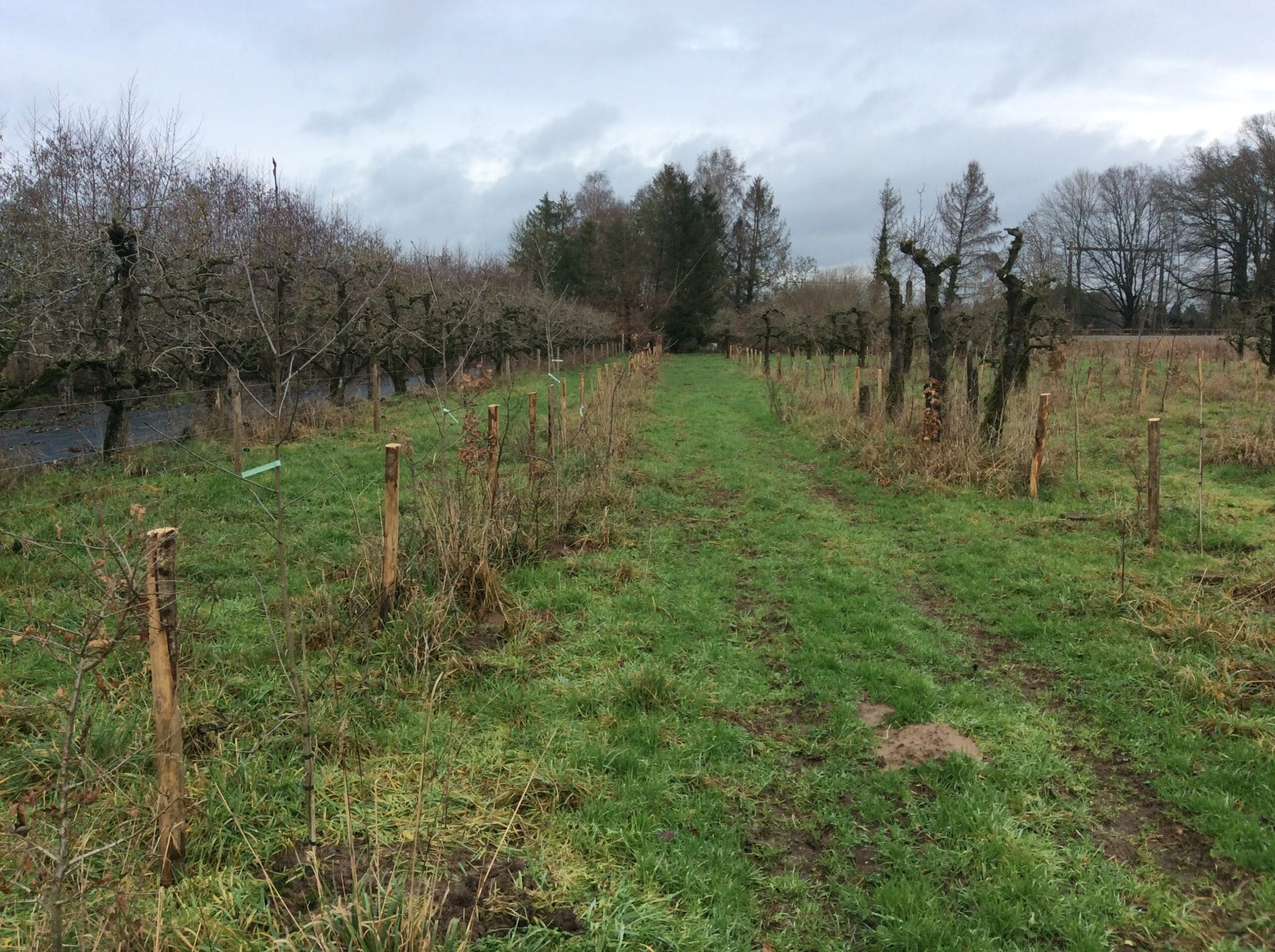Onderhoud in unieke bongerd van Eetbaar Olst- Wijhe