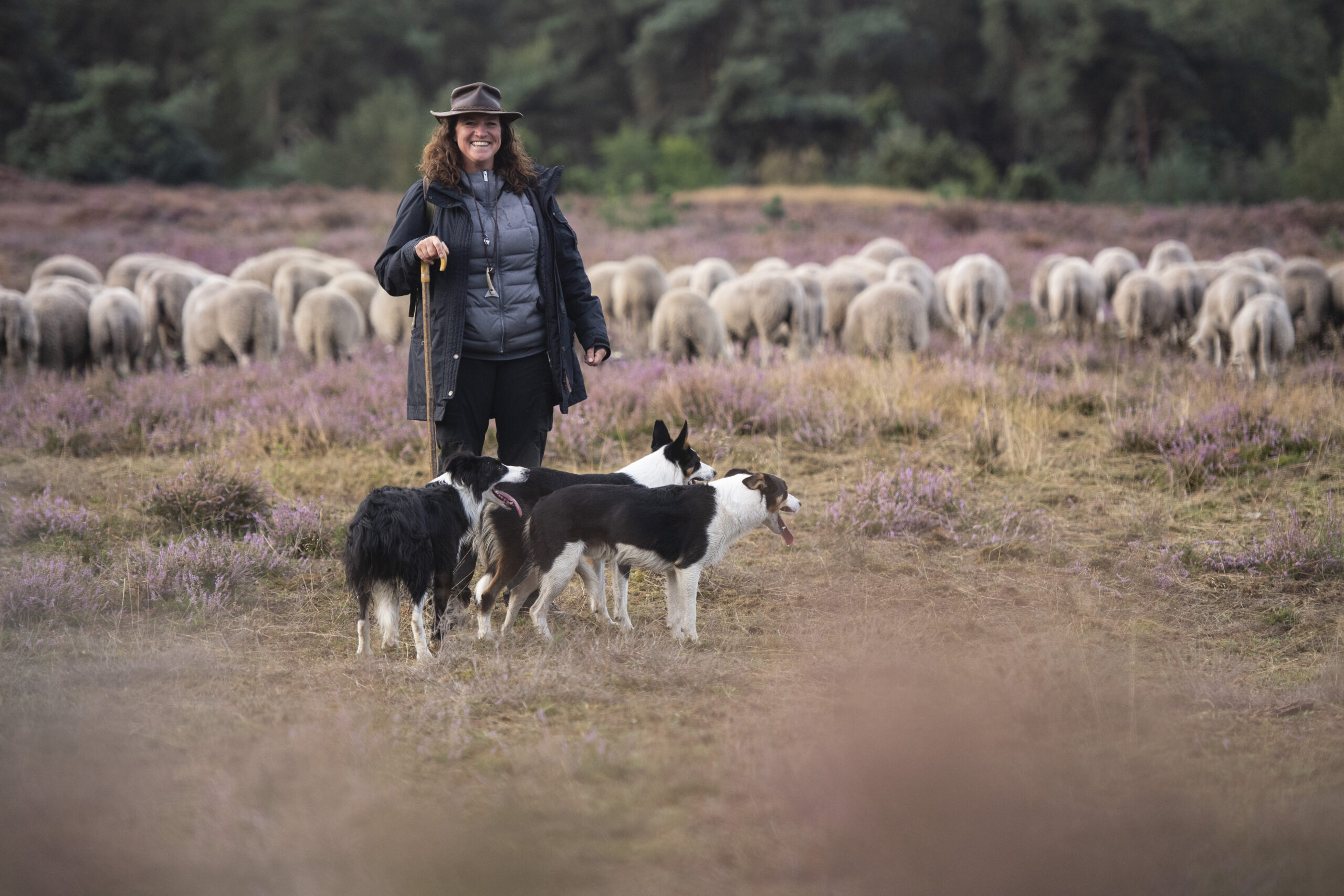 Met Natuurmonumenten kennismaken met de kudde schapen en de herder op de Sprengenberg