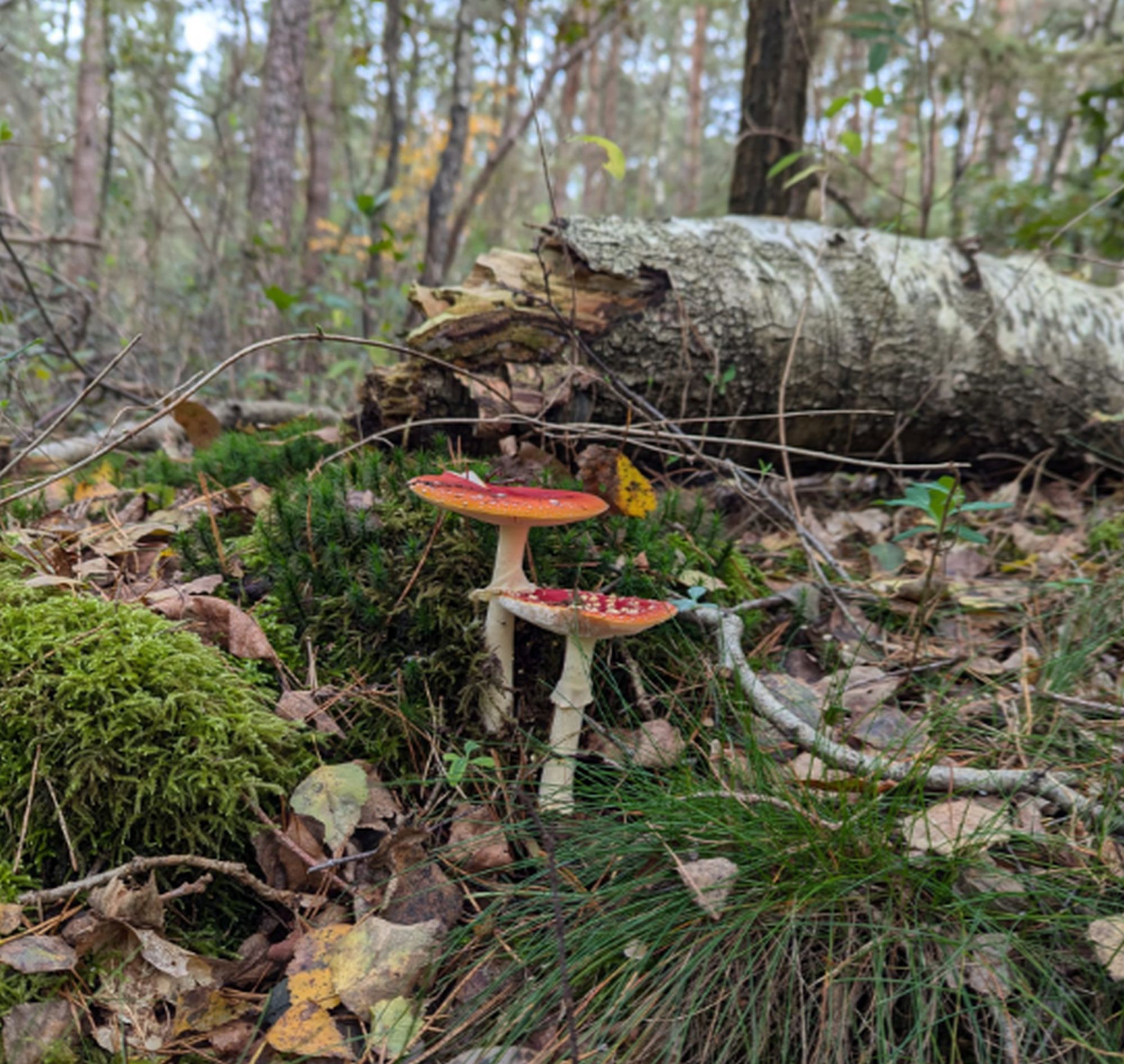 paddenstoel salland zoemt