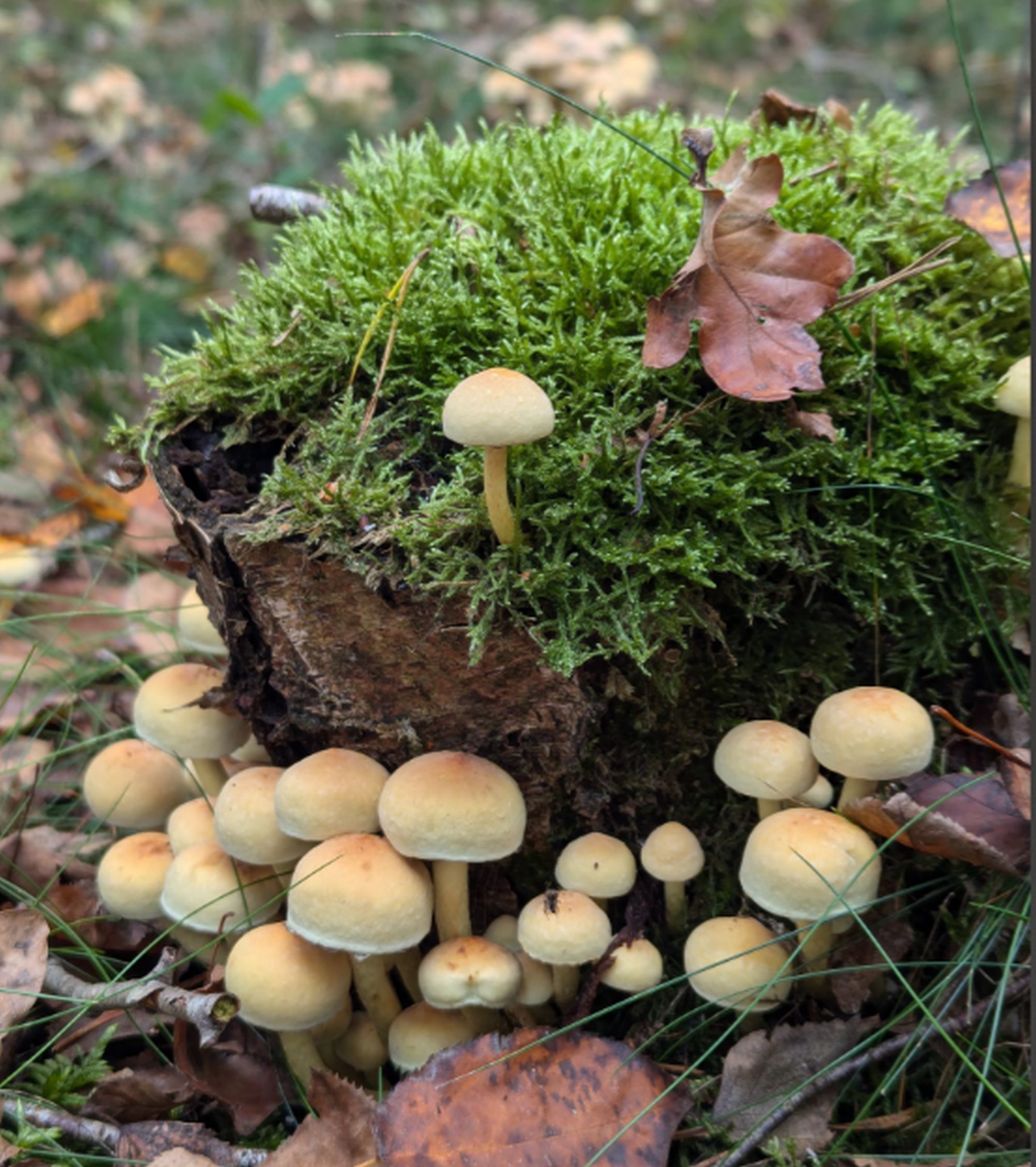 paddenstoel salland zoemt