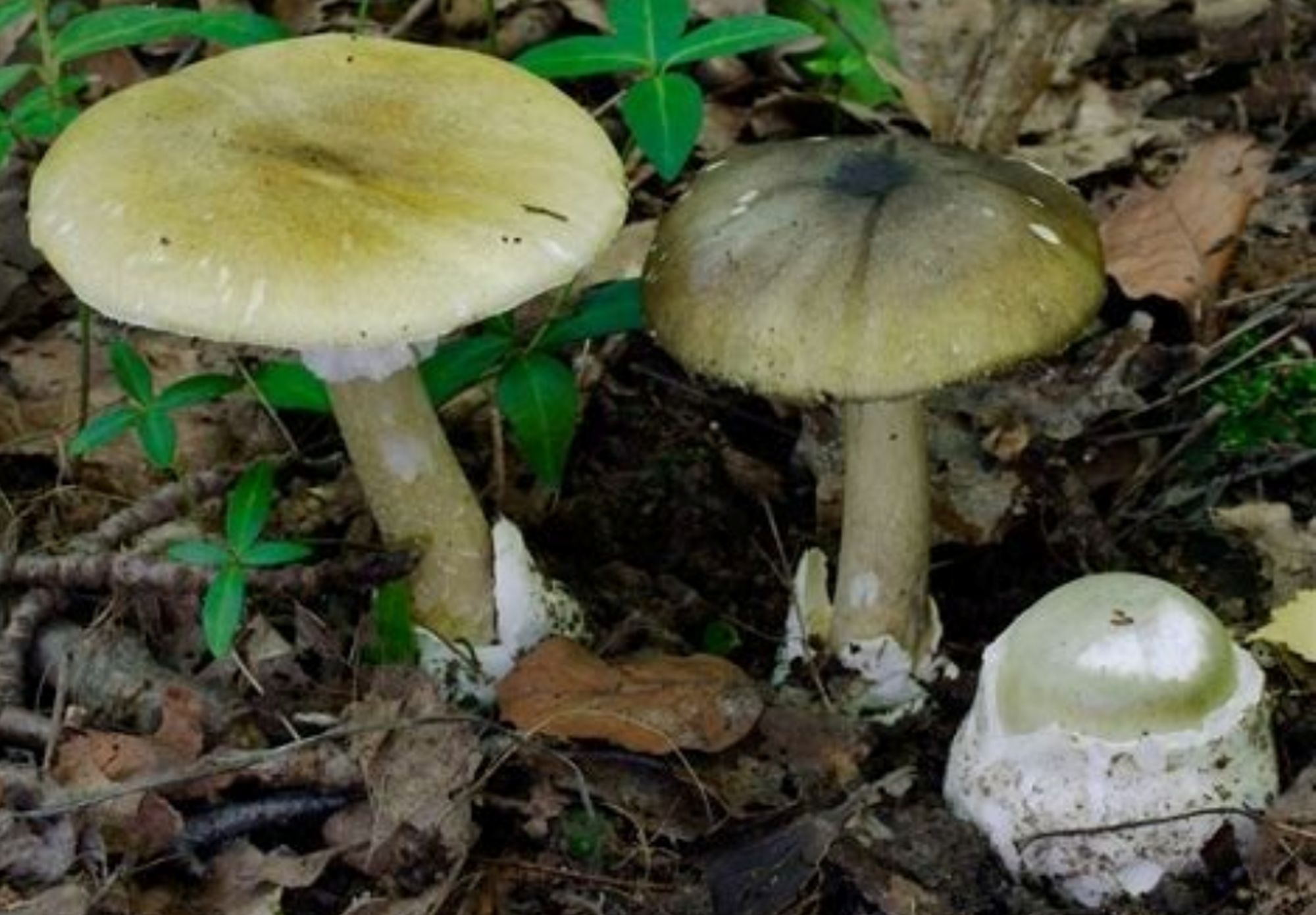 paddenstoel salland zoemt