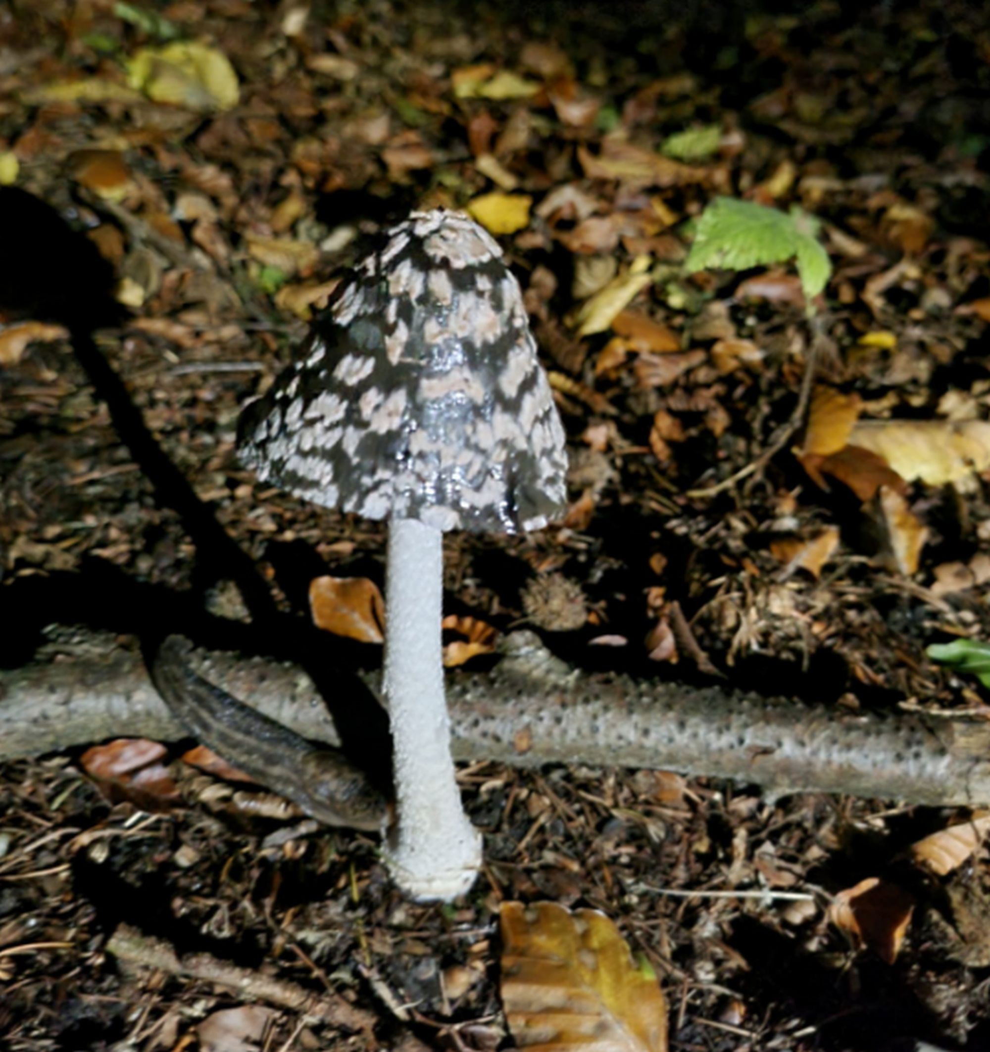 paddenstoel salland zoemt