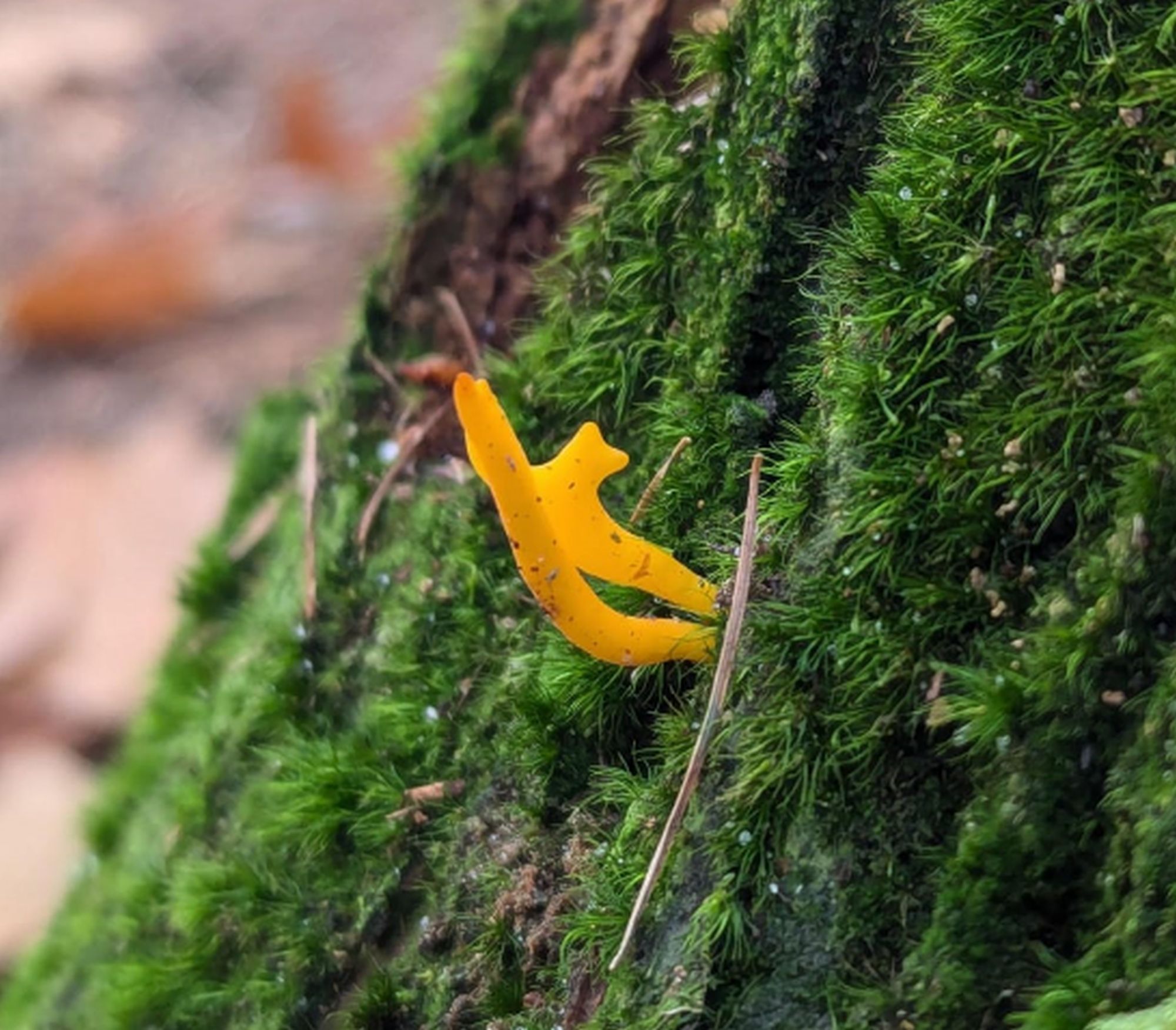 paddenstoel salland zoemt