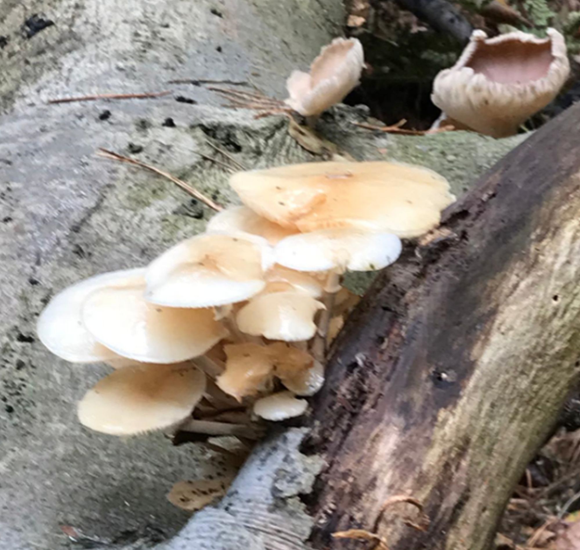 paddenstoel salland zoemt