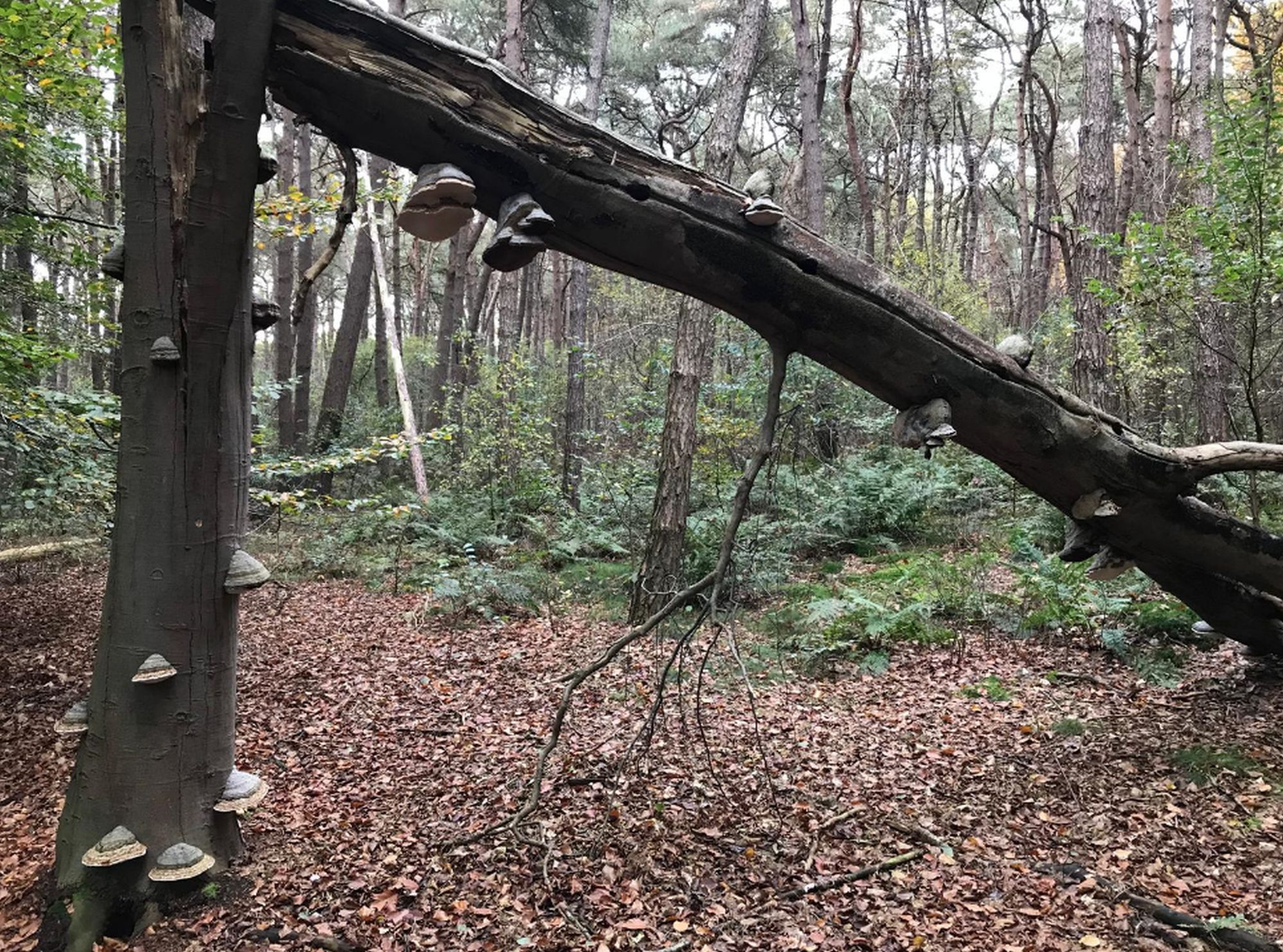 paddenstoel salland zoemt