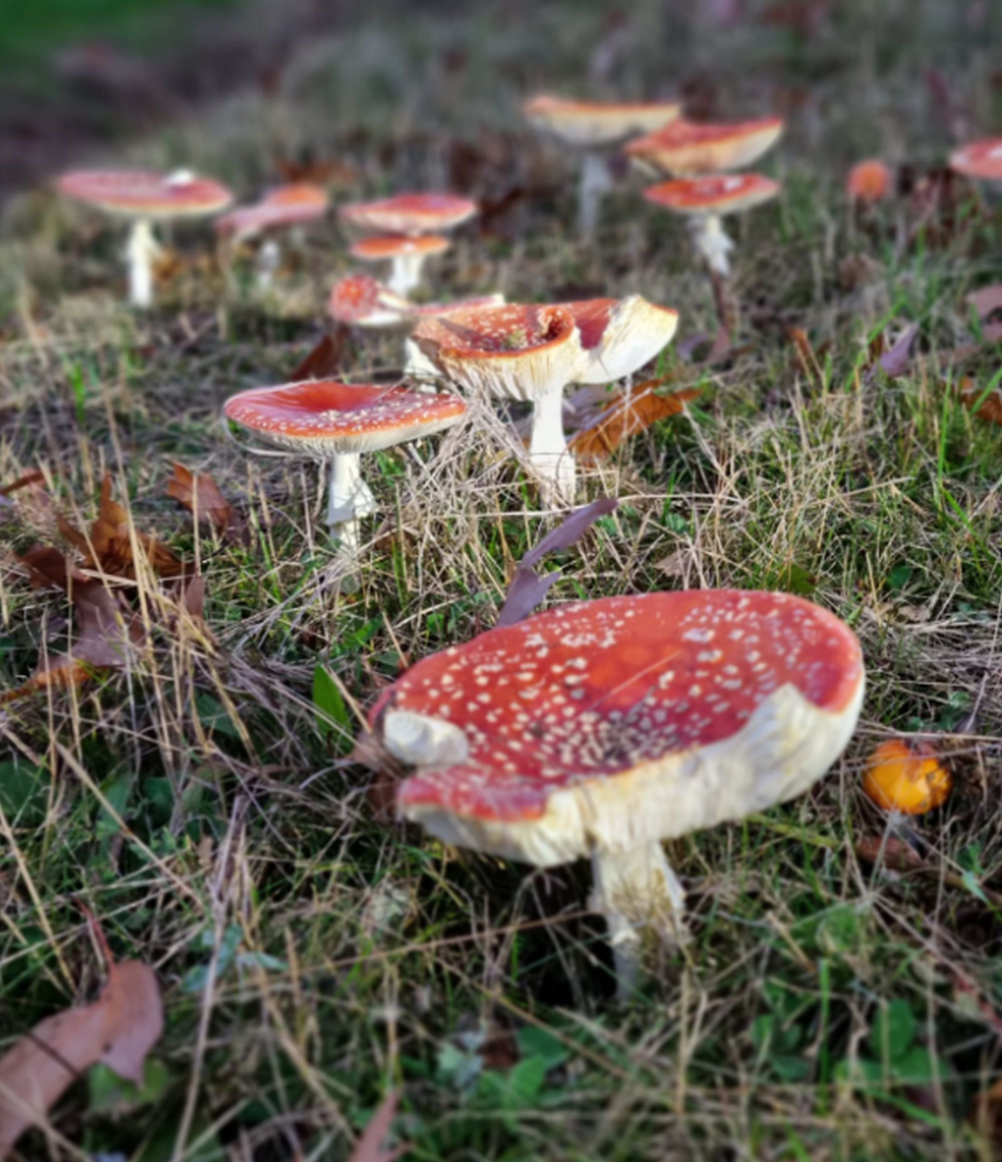 Wat doet de natuur? Paddenstoelen zijn ongelofelijk belangrijk!