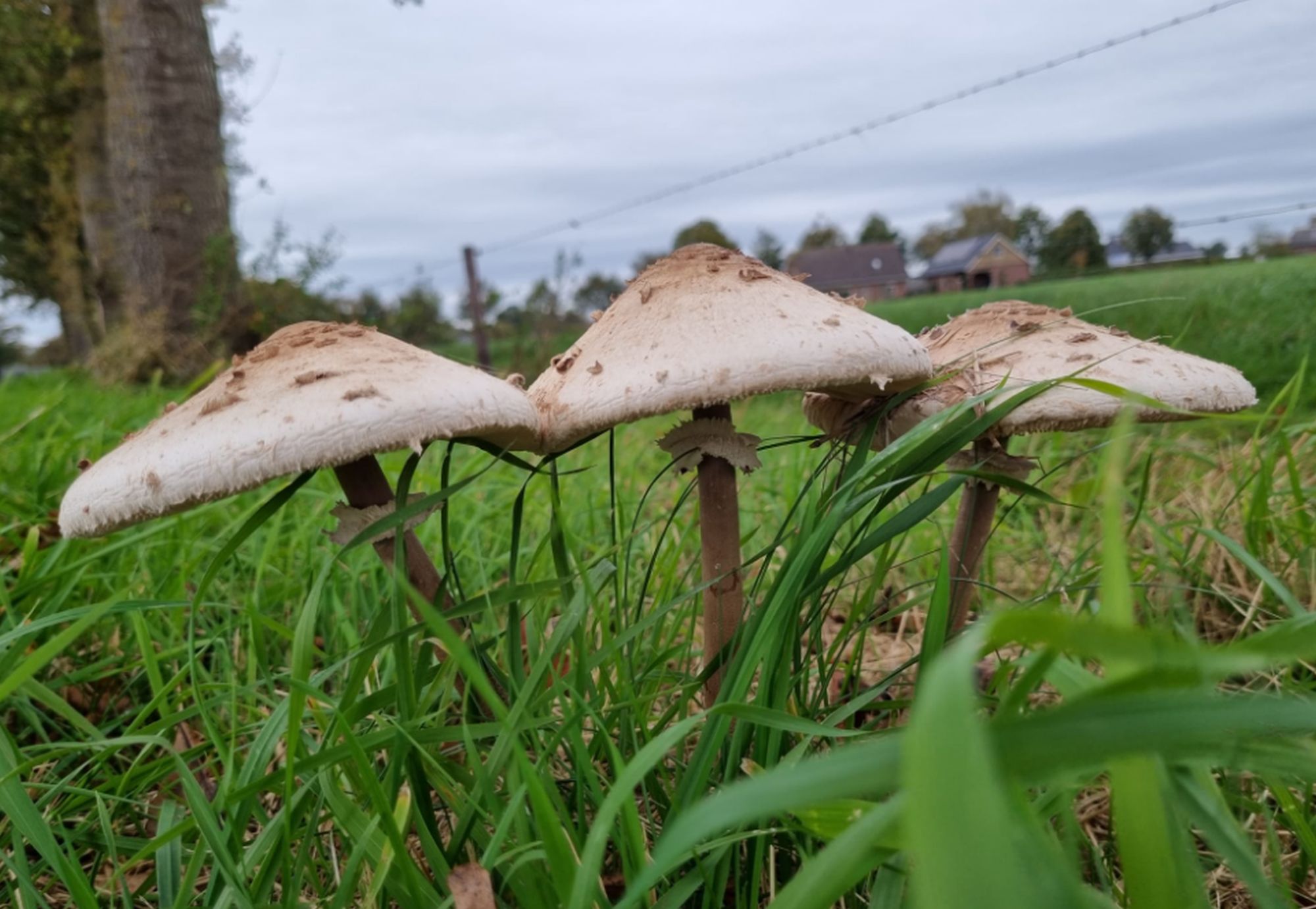 paddenstoel salland zoemt