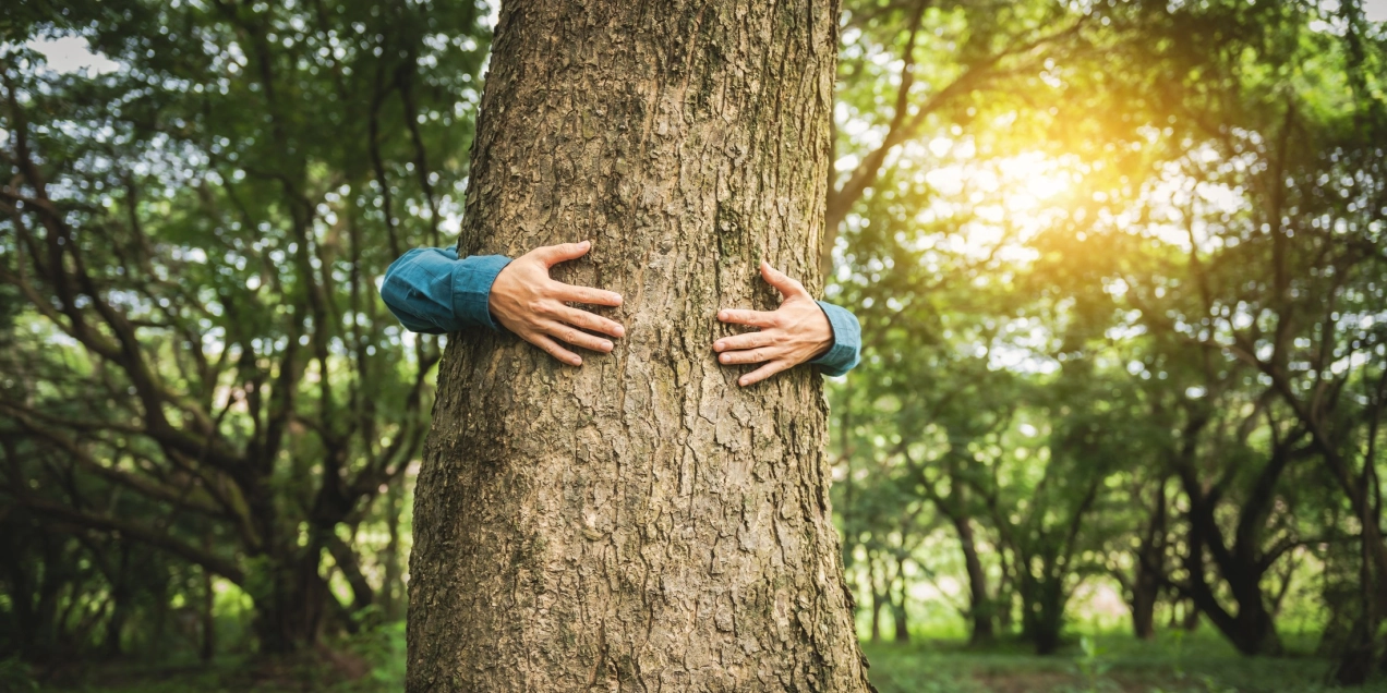 Klimaatburgemeester: Geef de boom de ruimte