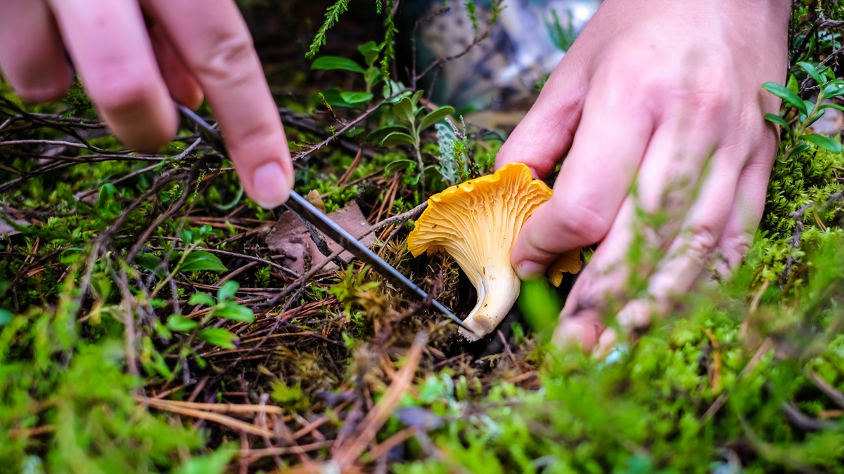 MaatschapWij: Lesgeven in een voedselbos