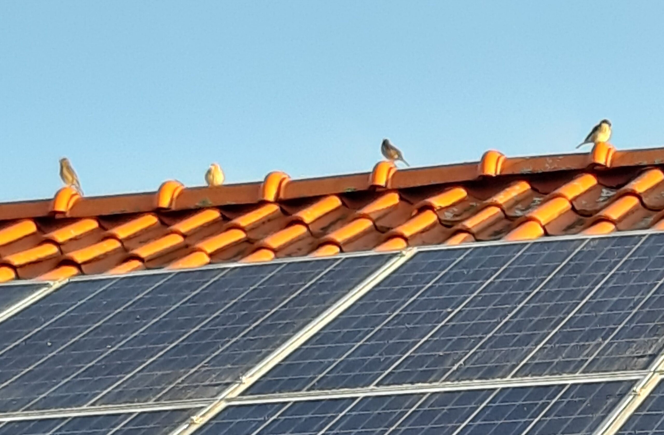 Zonnepanelen blijven lonend – ook zonder salderen
