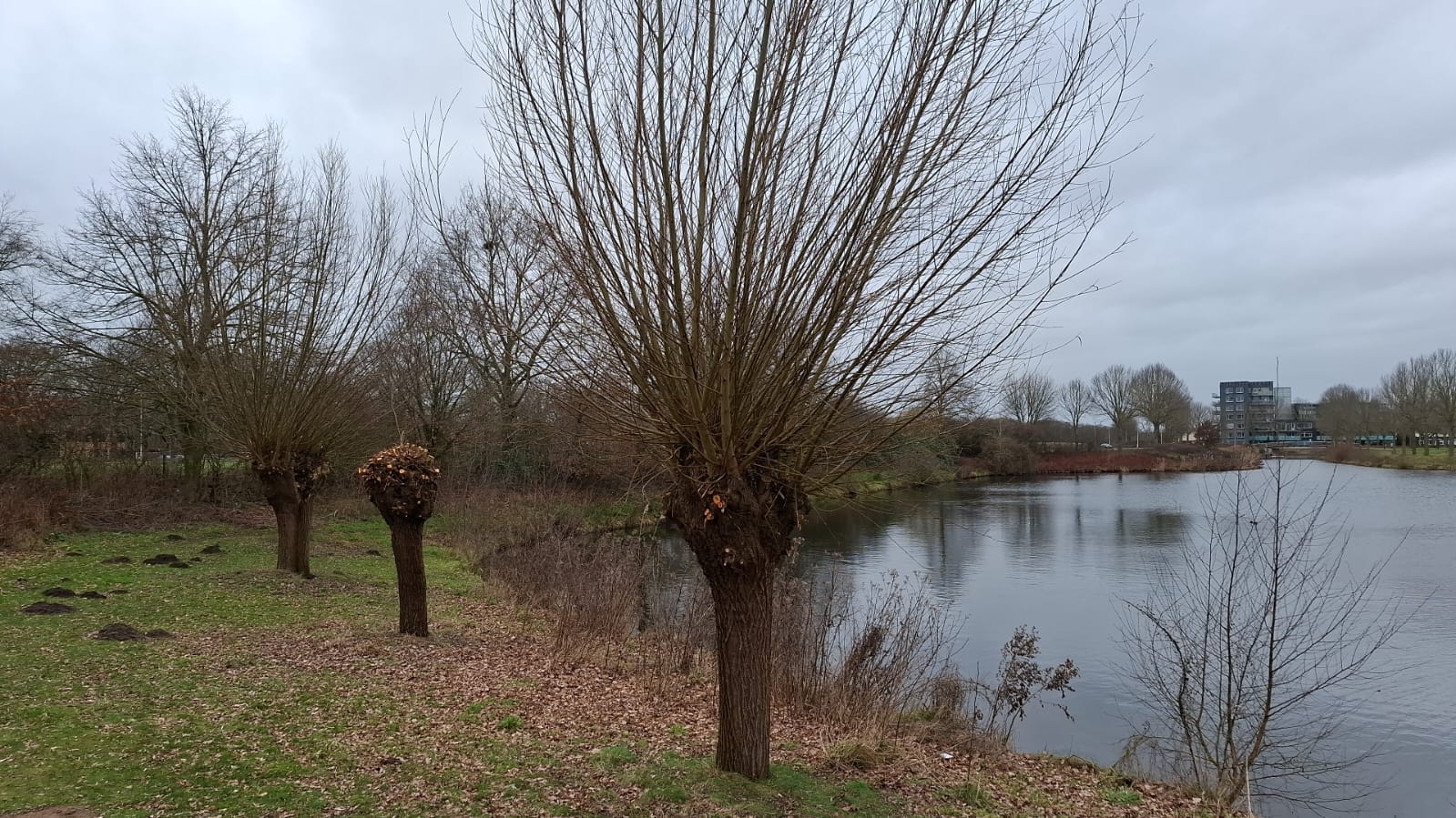 Raalte snoet knotwilgen om en om: beter voor biodiversiteit